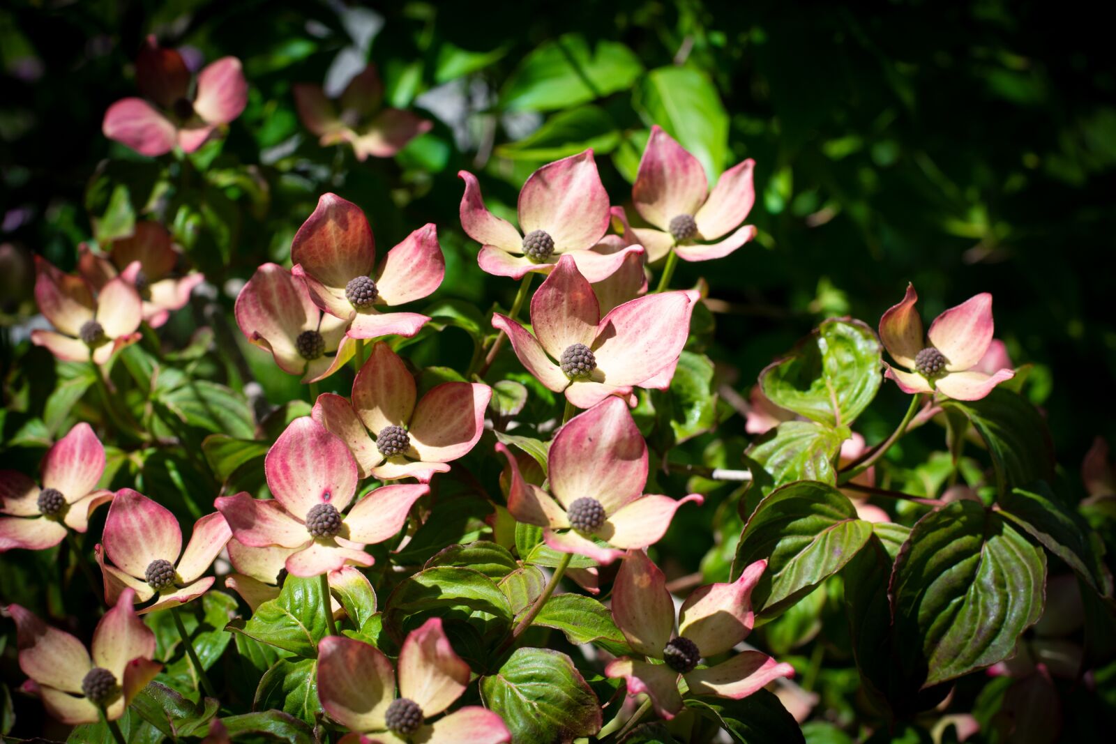 Nikon D7100 sample photo. Dogwood, flowers, prosperous photography