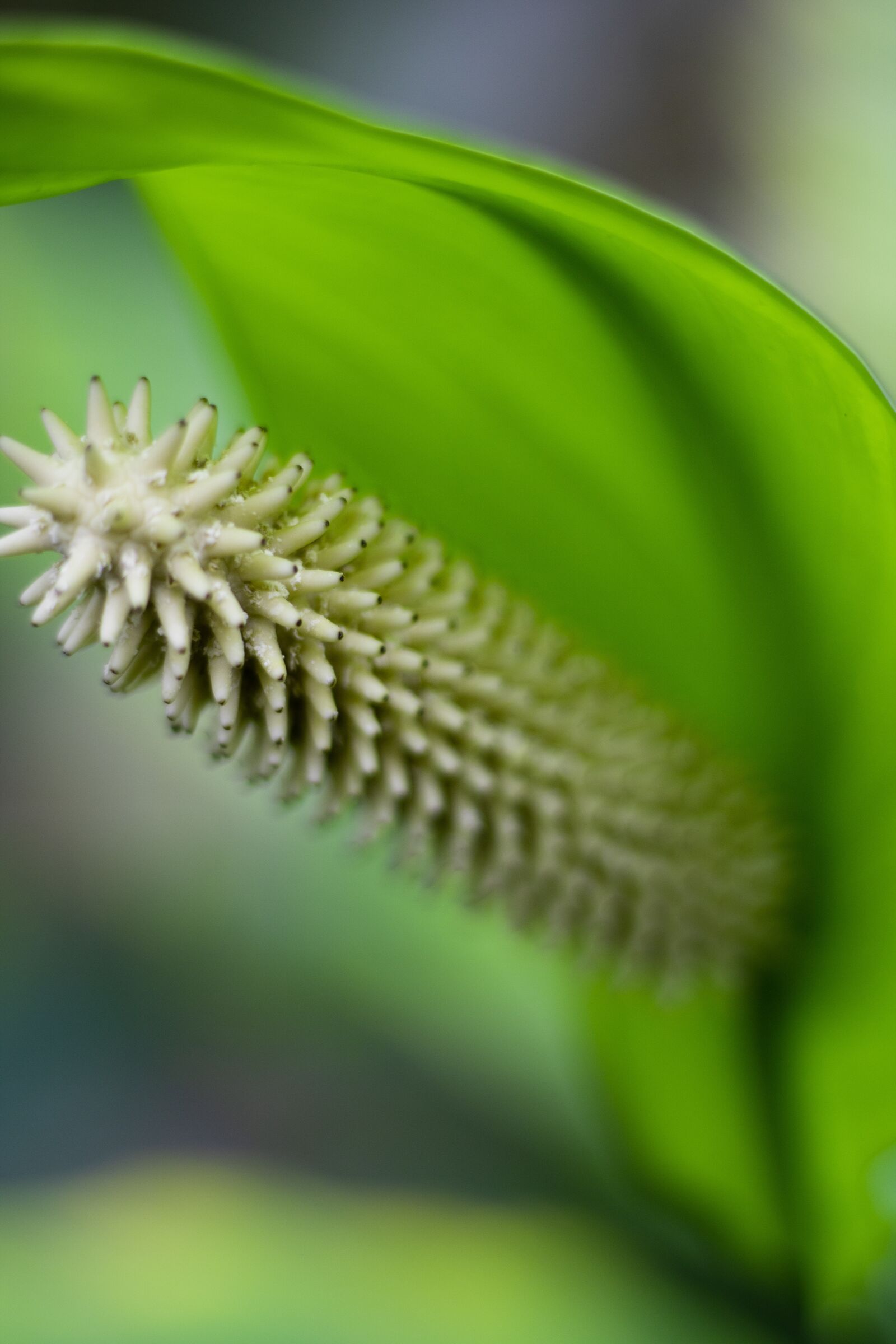Canon EOS 750D (EOS Rebel T6i / EOS Kiss X8i) sample photo. Nature, green, relax photography