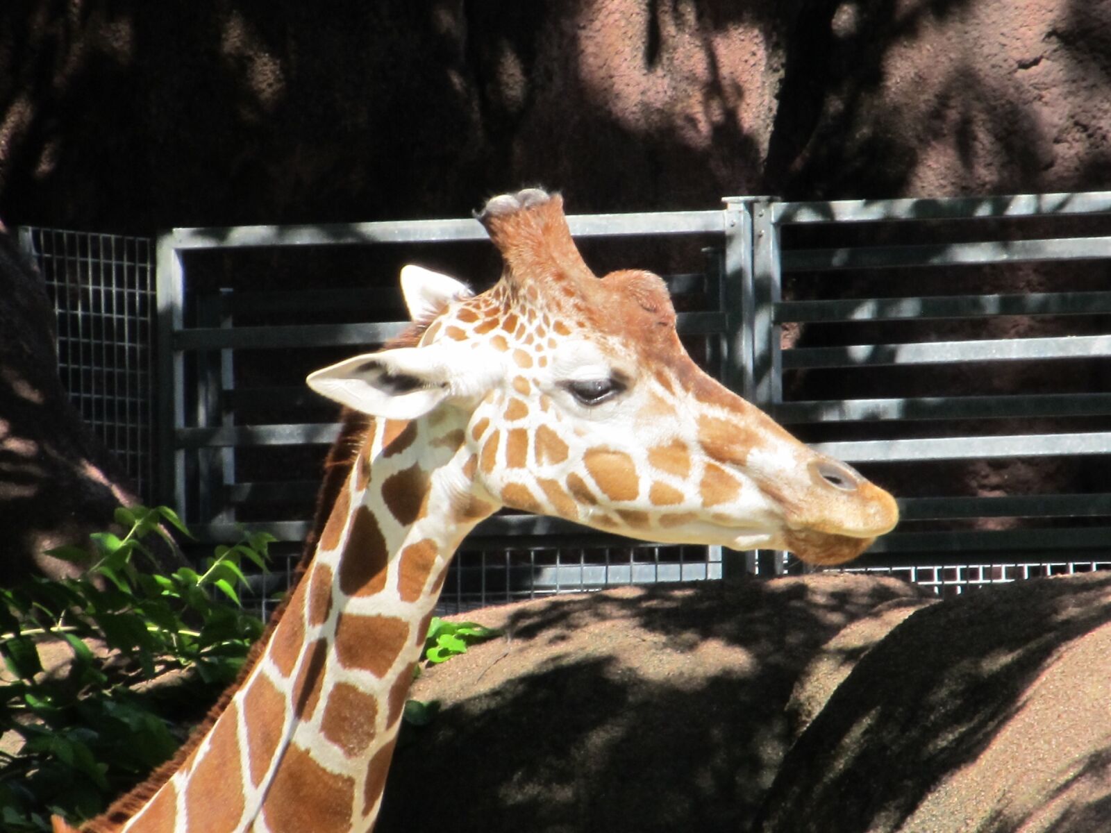 Canon PowerShot SX130 IS sample photo. Giraffe, head, zoo photography