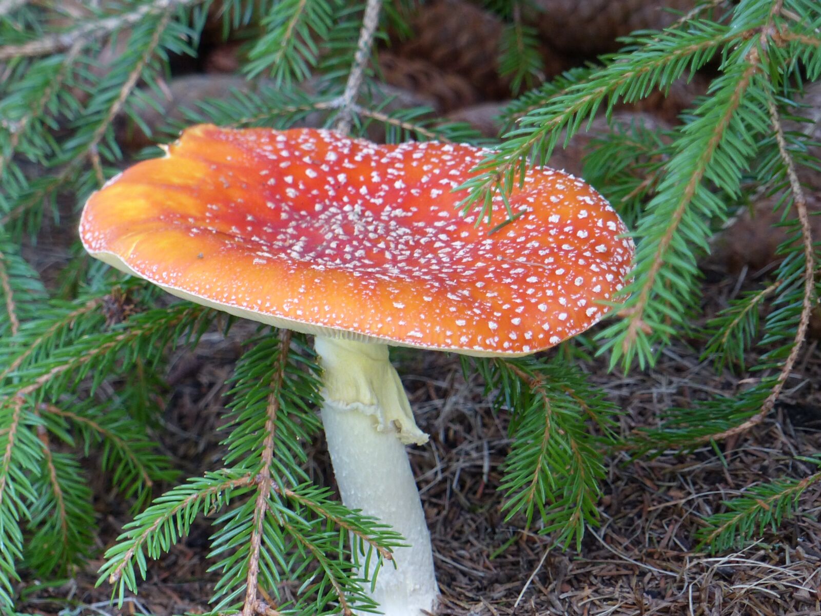 Panasonic Lumix DMC-FZ200 sample photo. Fly agaric, garden, autumn photography