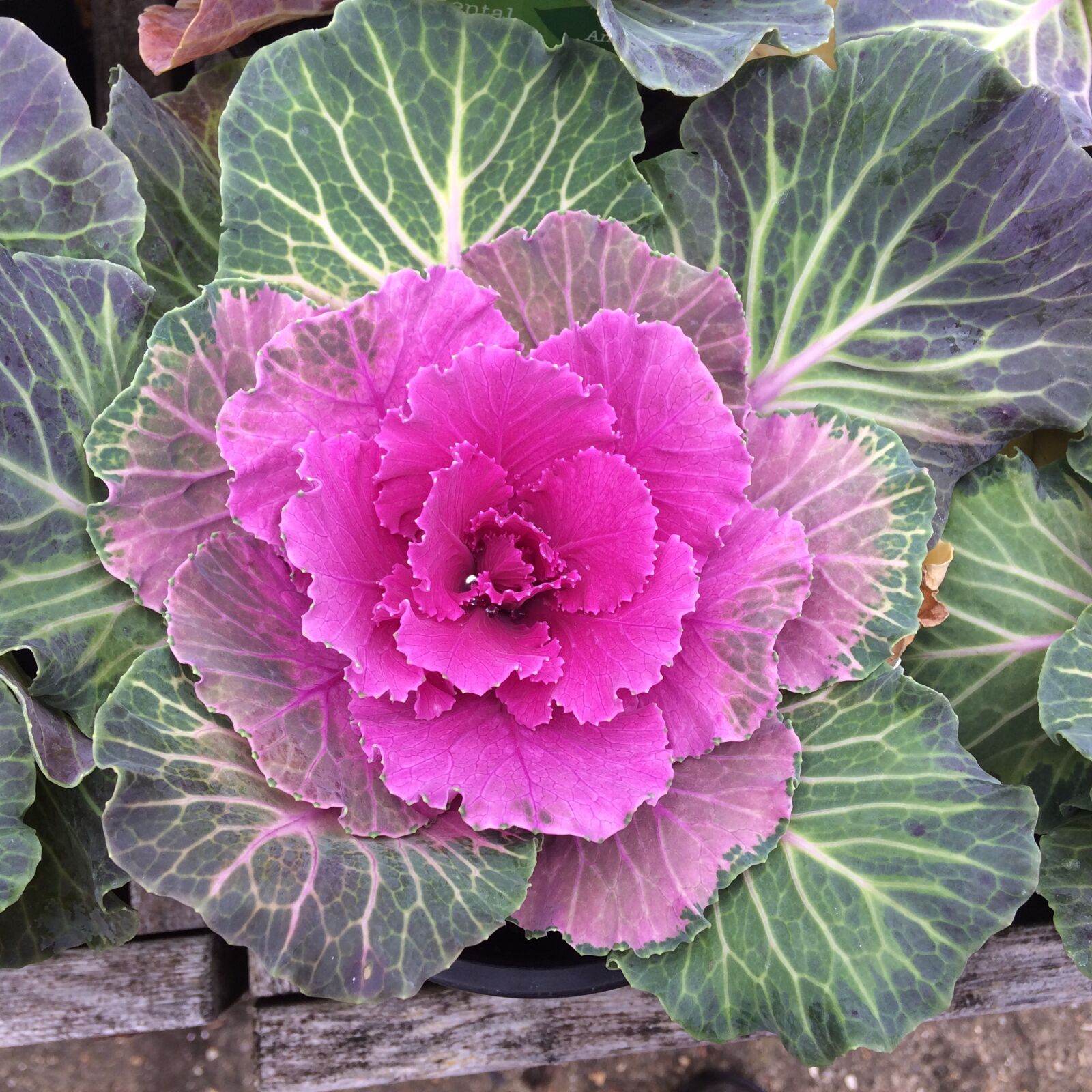 iPhone 5s back camera 4.15mm f/2.2 sample photo. Flora, nature, leaf photography