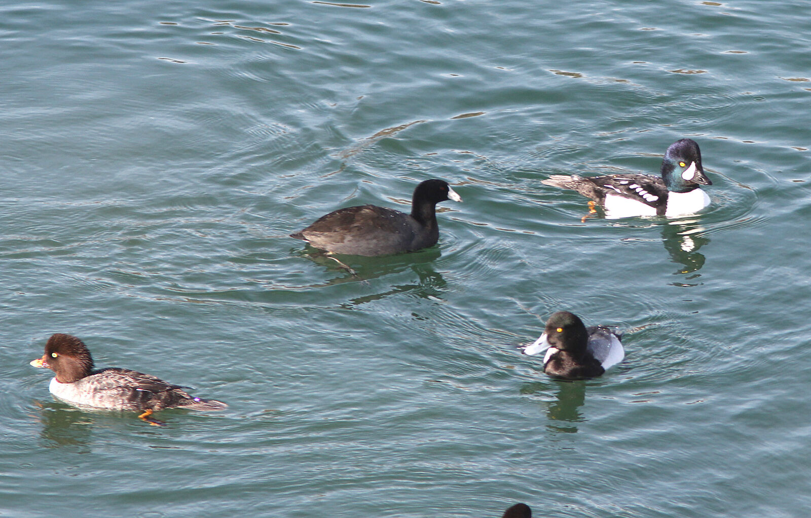 Canon EF 300mm F4L IS USM sample photo