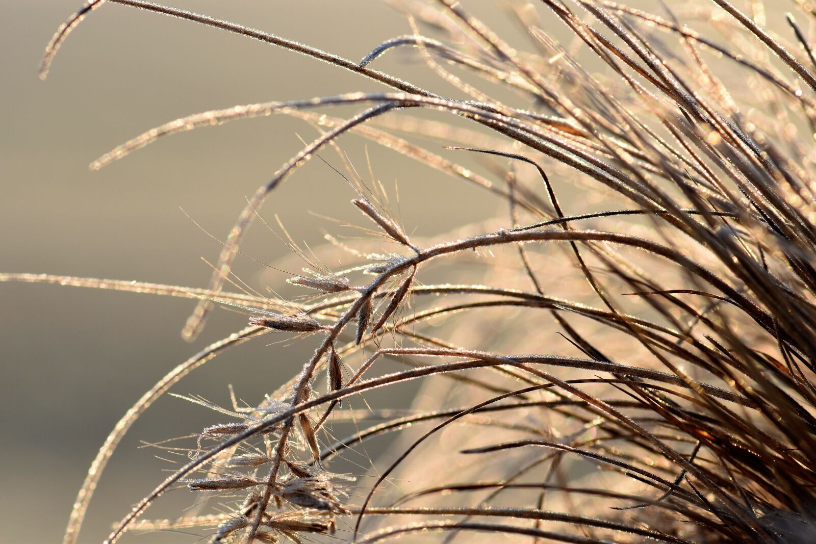 Nikon D5500 sample photo. Grass, grasses, nature photography