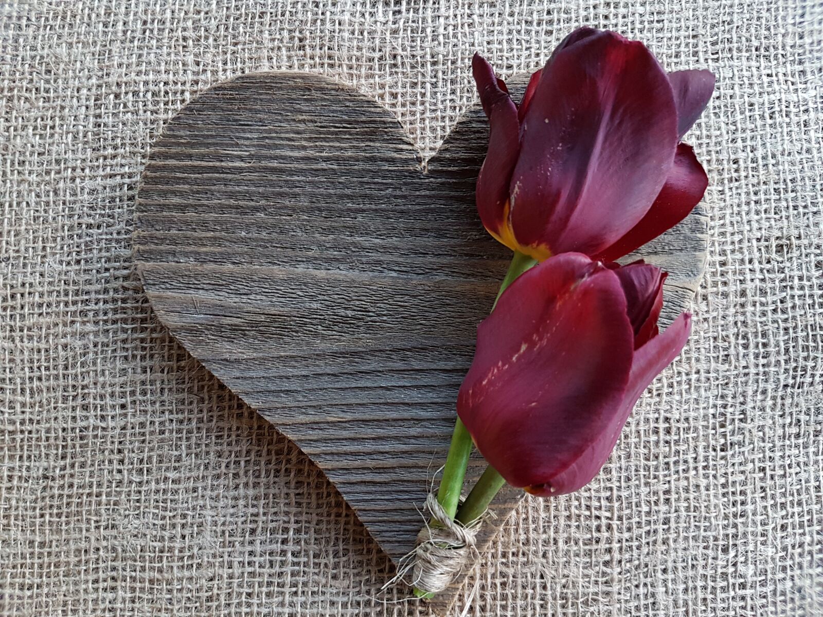 Samsung Galaxy S7 sample photo. Flowers, tulips, heart photography