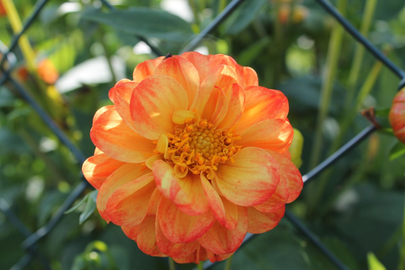 Canon EOS 1100D (EOS Rebel T3 / EOS Kiss X50) sample photo. Orange blossom, yellow flower photography