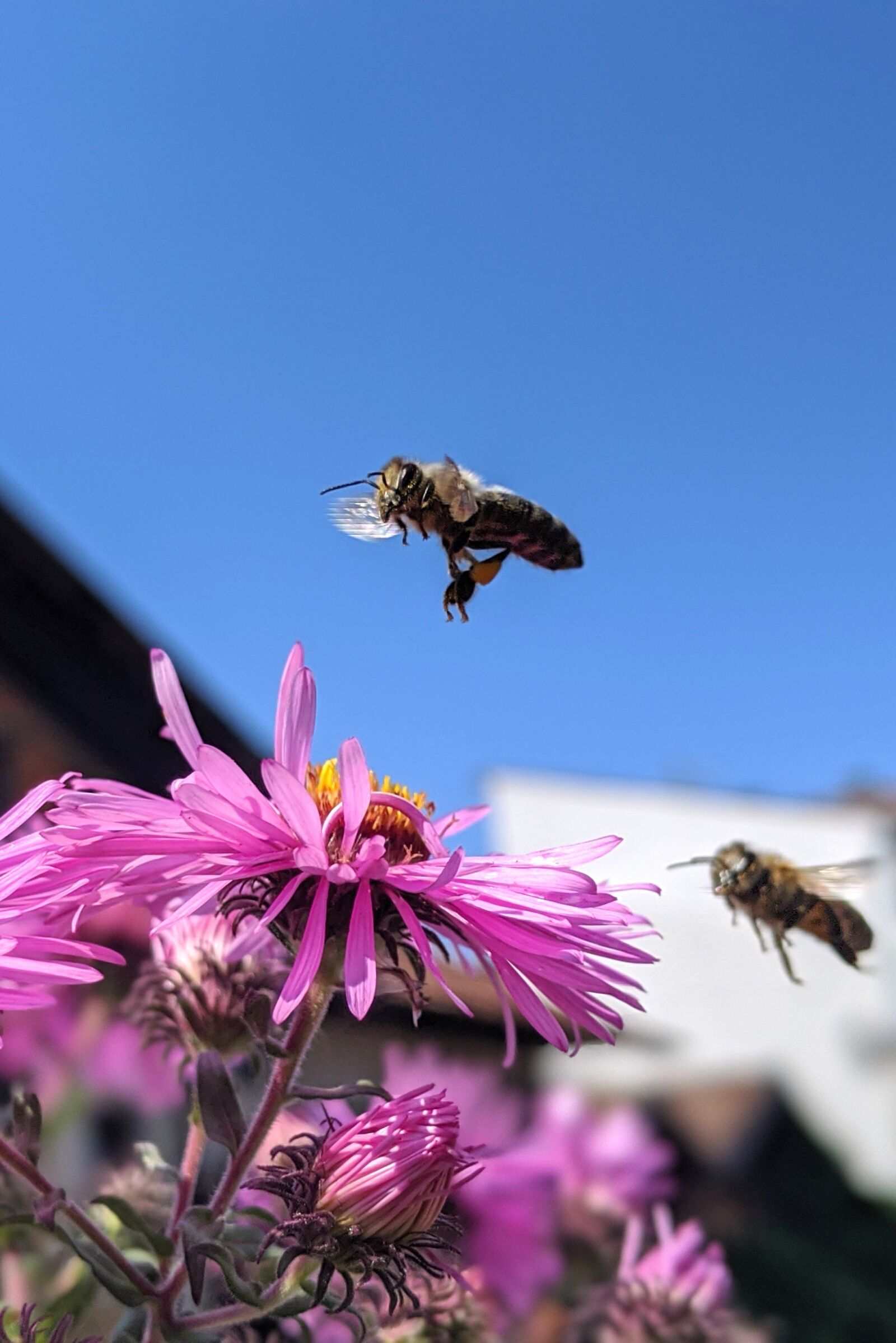 Google Pixel 3 sample photo. Bee, flowers, summer photography