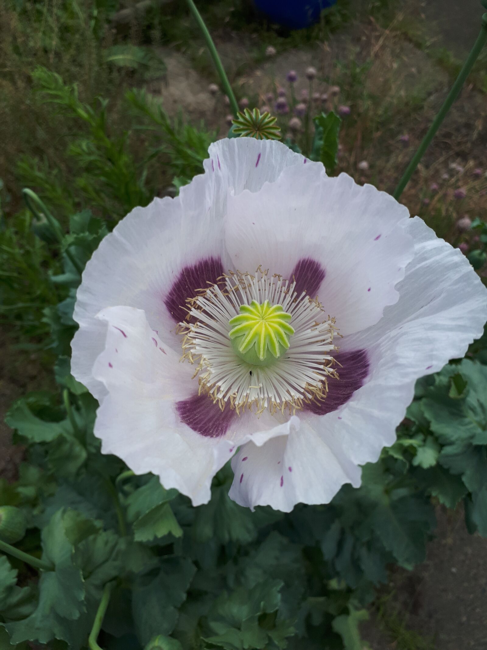 Samsung Galaxy A5(2017) sample photo. White, purple, blossom photography