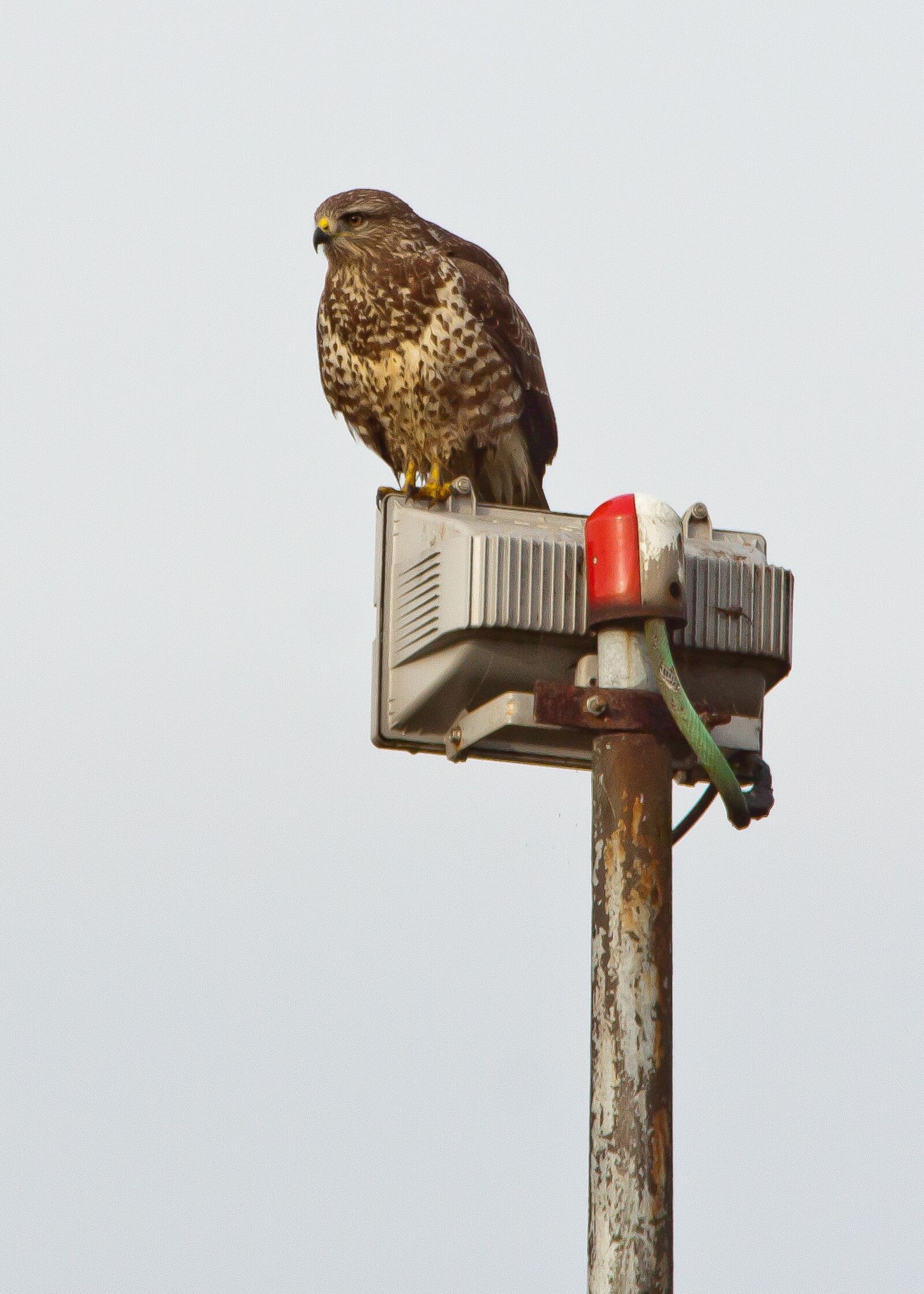 Canon EOS 50D sample photo. Buzzard, raptor, nature and photography