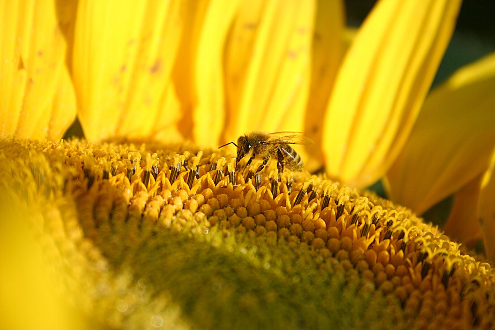 Canon EOS 300D (EOS Digital Rebel / EOS Kiss Digital) sample photo. Sunflower, nature, crop photography