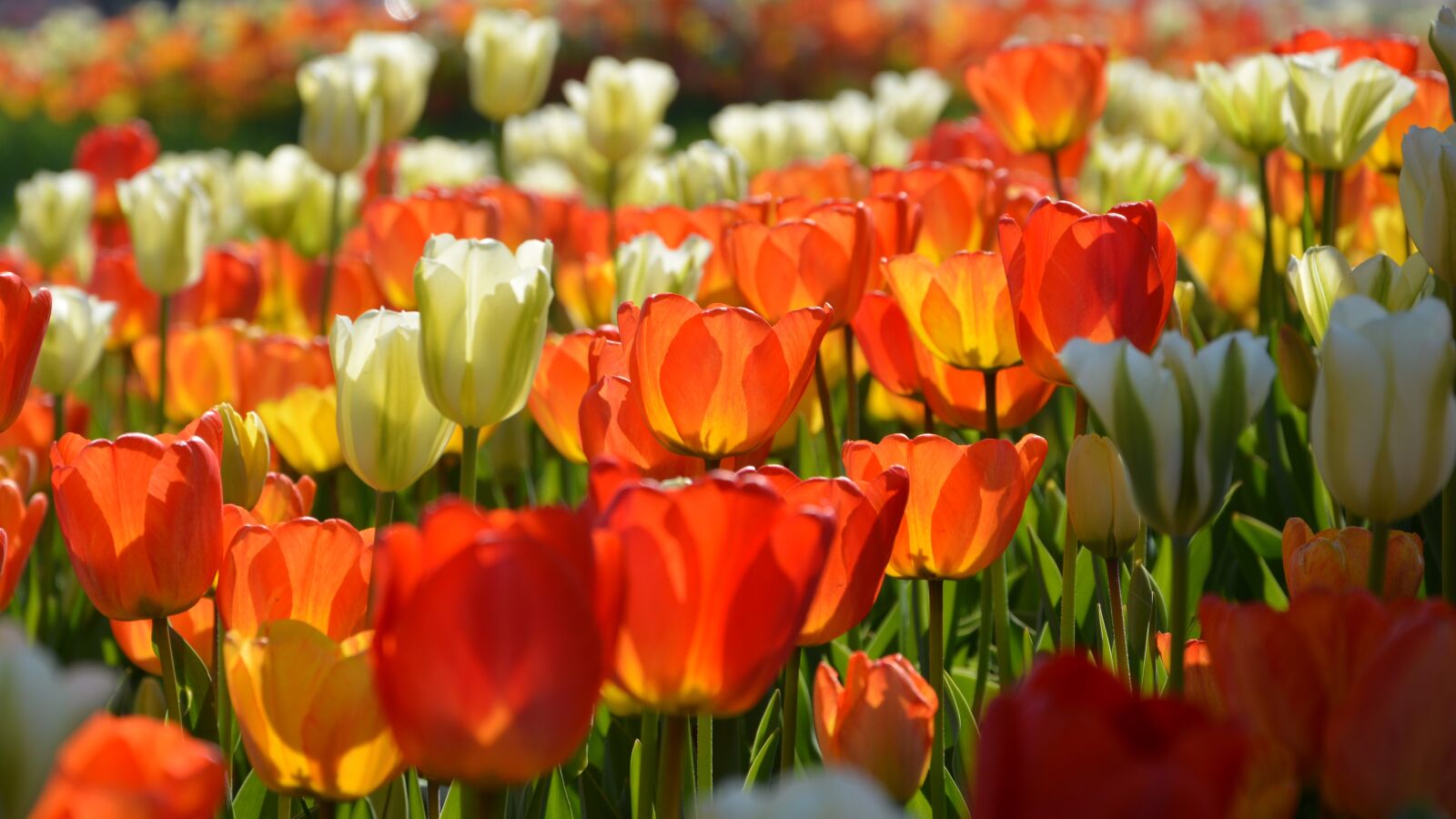 Nikon D7100 sample photo. Tulips, red, macro photography