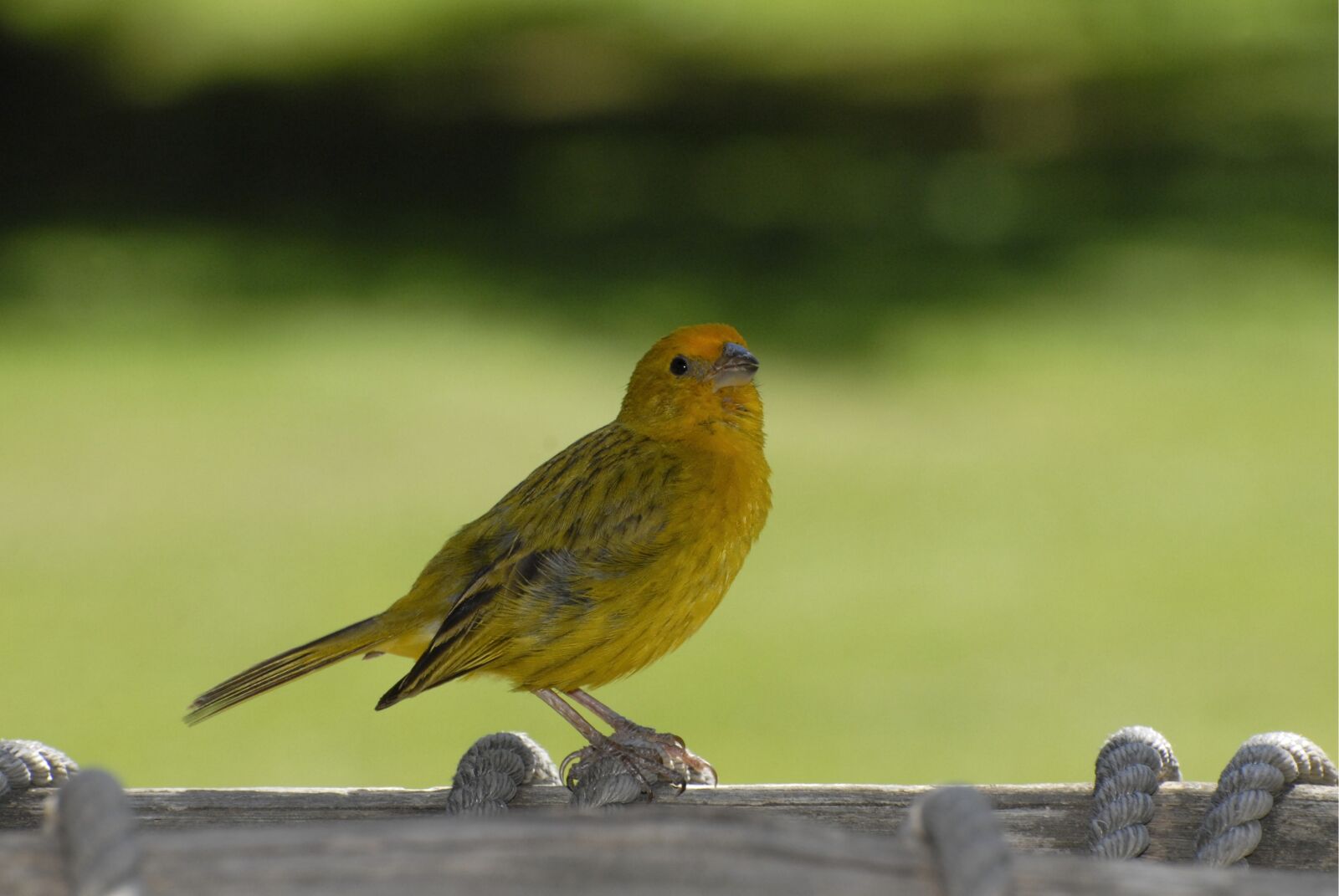 Nikon D200 sample photo. Bird, canary, tropical birds photography