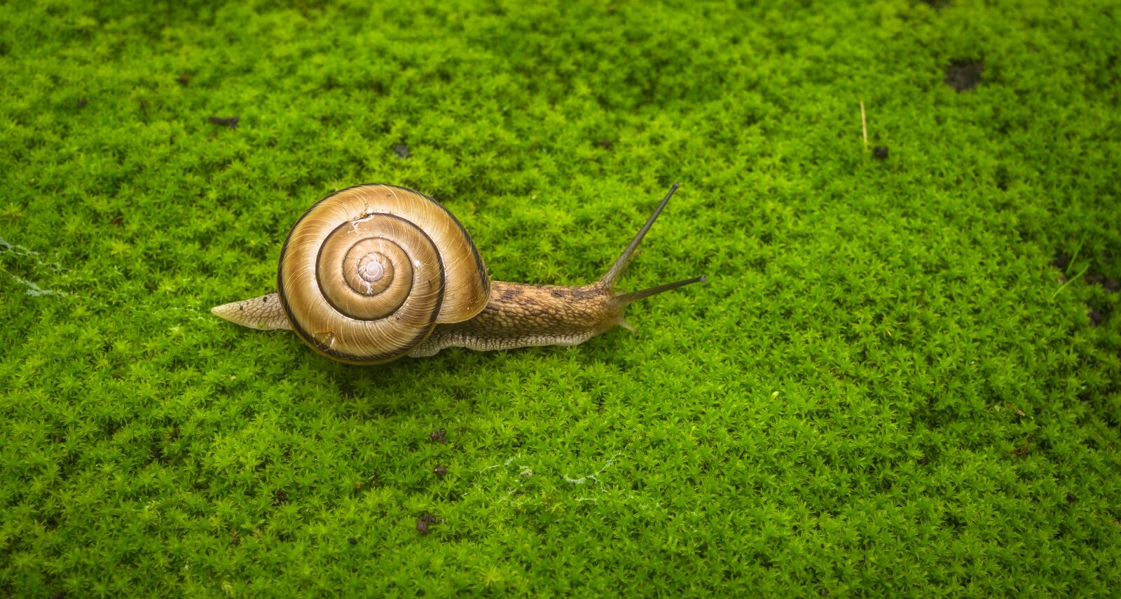 Sony Alpha NEX-5N sample photo. Snail, moss, nature photography