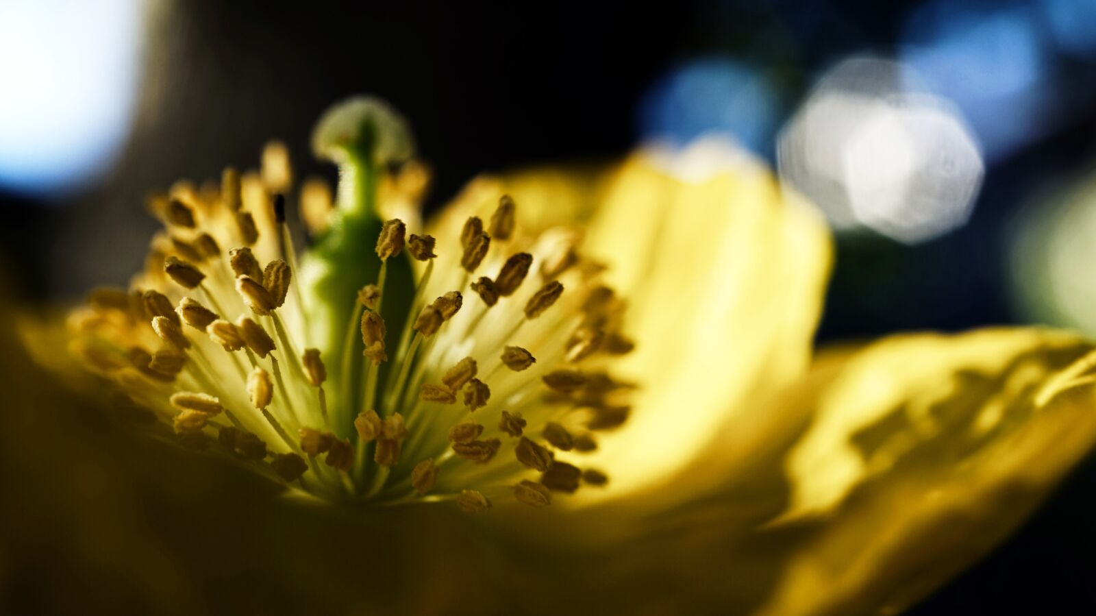 Sony Alpha a5000 (ILCE 5000) sample photo. Flower, plant, nature photography