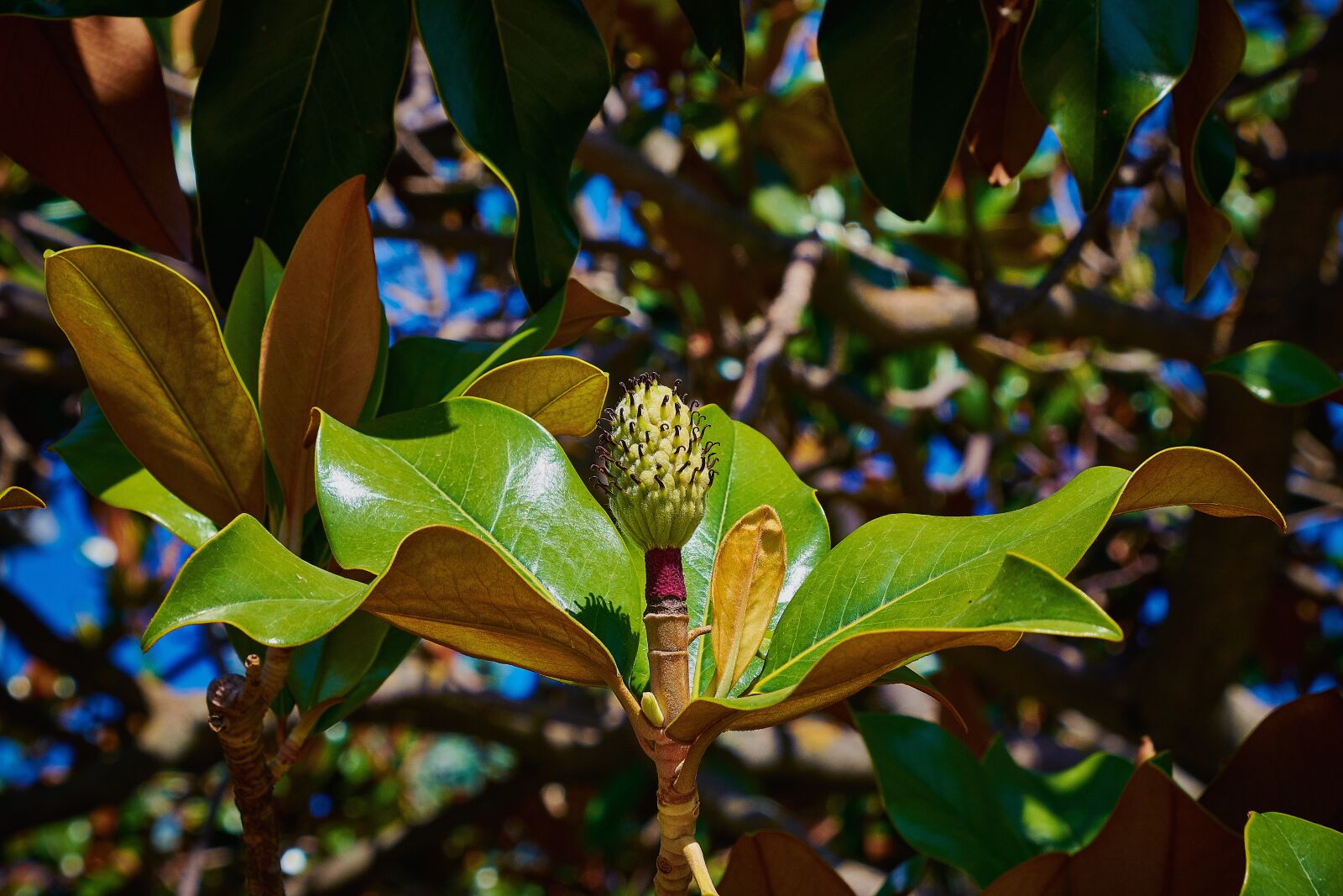 Nikon D7200 sample photo. Leaves, flowering, petals photography