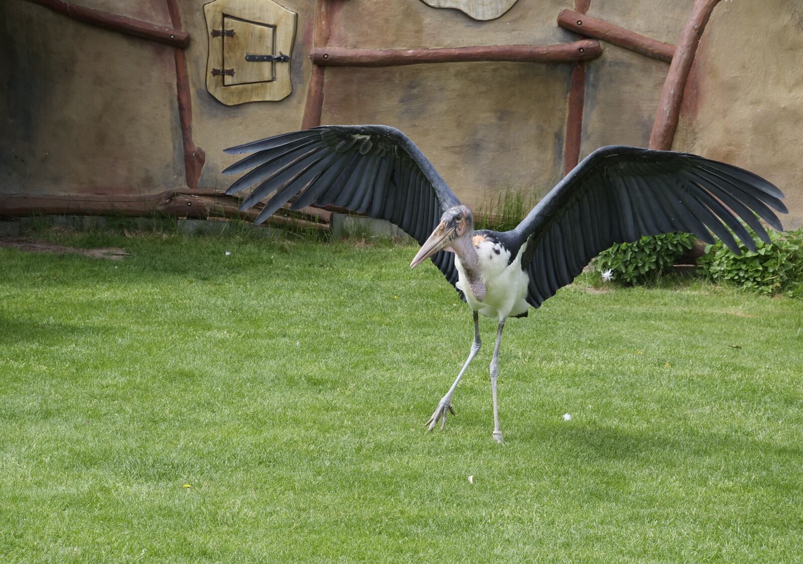 Panasonic Lumix DC-G9 sample photo. Marabu, animal world, scavengers photography