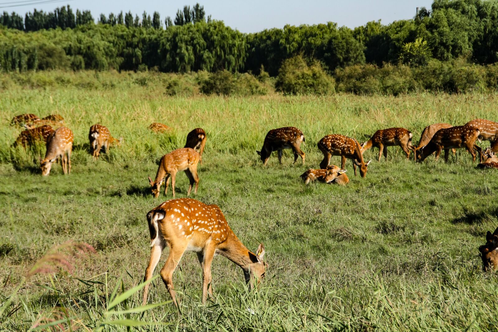 TAMRON 18-200mm F/3.5-6.3 DiII A14E sample photo. Deer, animal, mammal photography