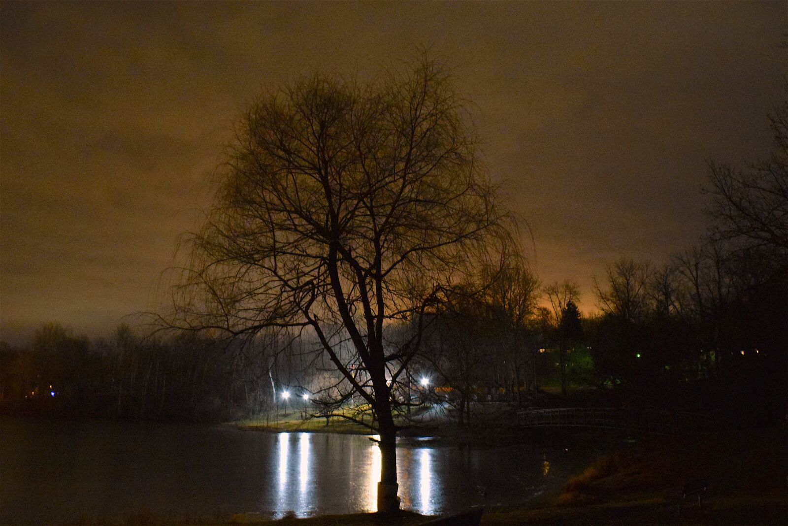 Nikon D3300 sample photo. Tree, lights, ice photography