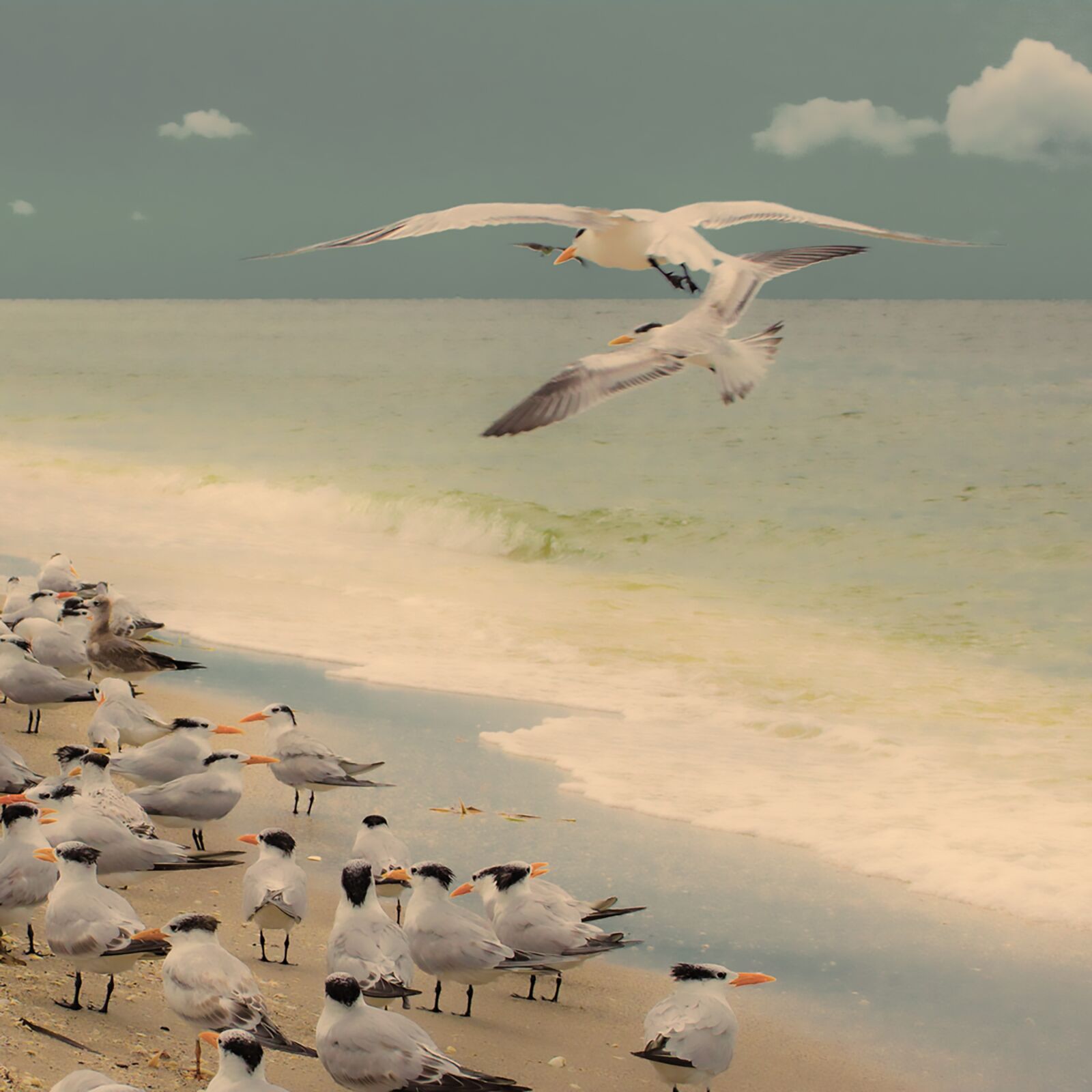 Nikon D3200 sample photo. Beach, birds, clouds photography