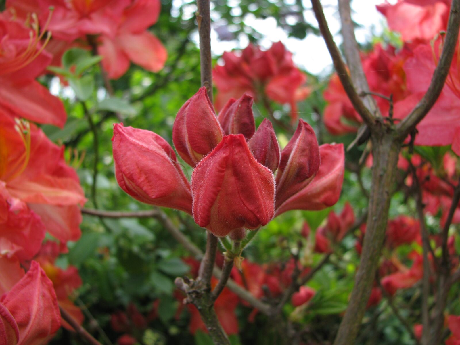 Canon POWERSHOT S5 IS sample photo. Nature, flower, plant photography