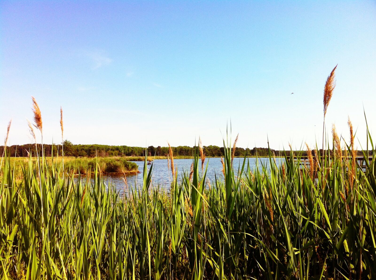 Apple iPhone 4 sample photo. Marsh, water, pond photography
