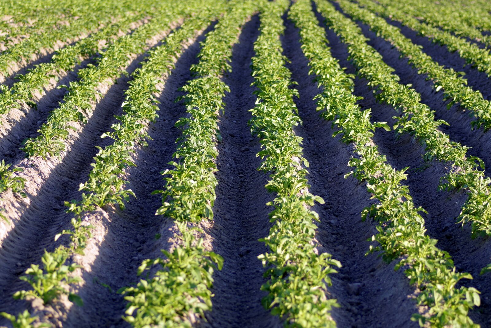 Pentax K-S2 sample photo. Potatoes, field, potato photography