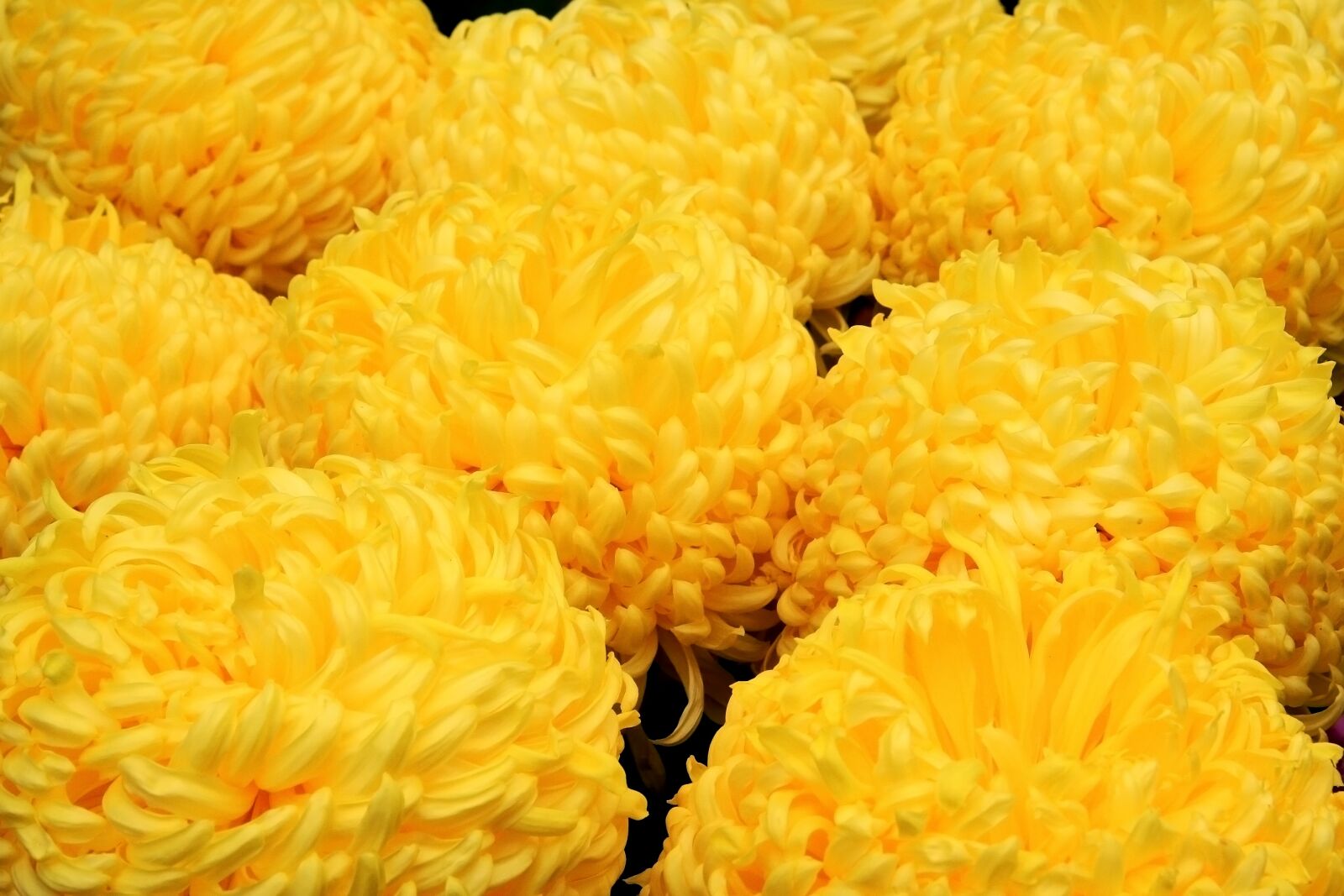 Canon EOS 40D sample photo. Chrysanthemum, flowers, plants photography