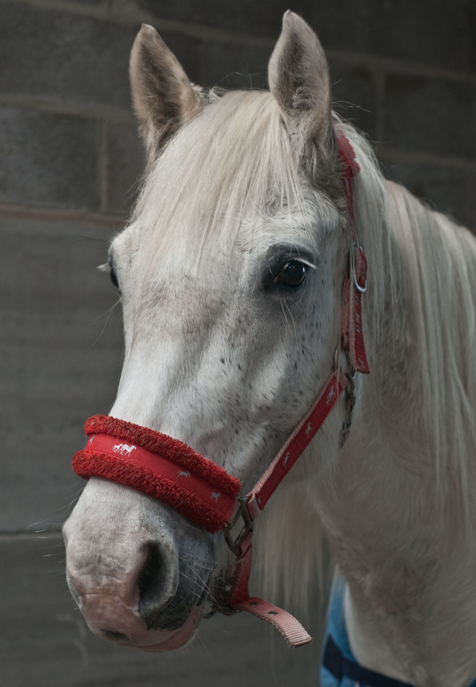 Nikon D300 sample photo. Horse, mare, head photography