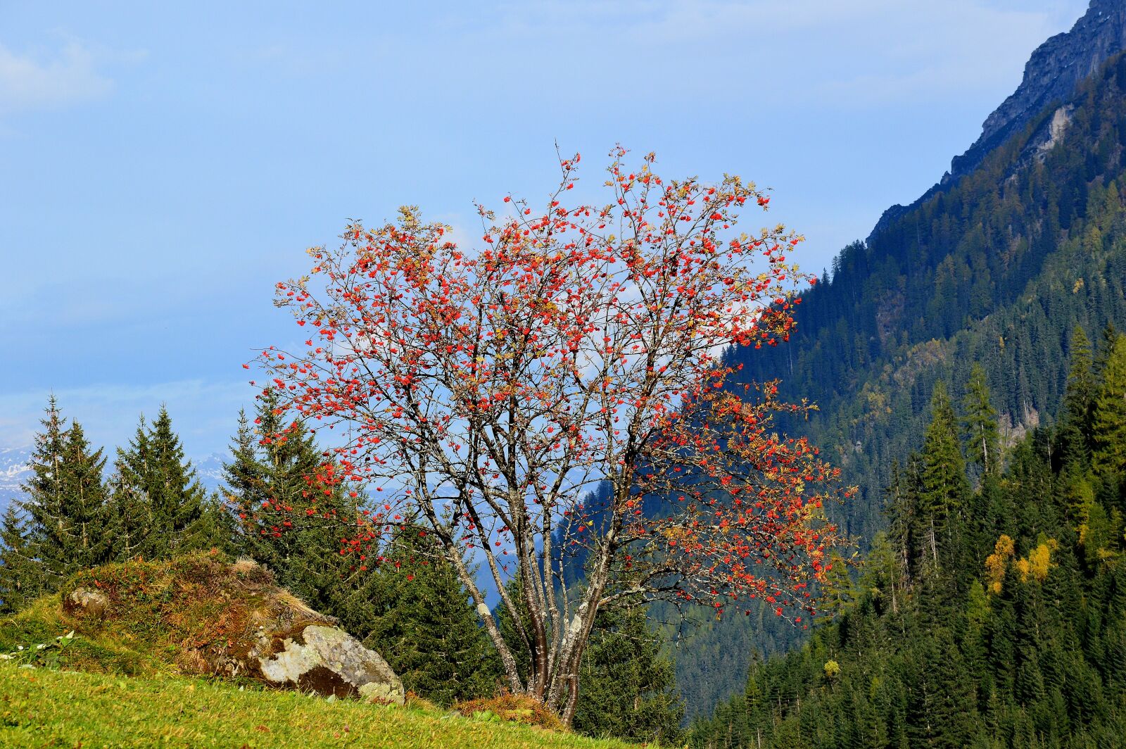 Nikon D3200 sample photo. Autumn, red, gschnitztal photography