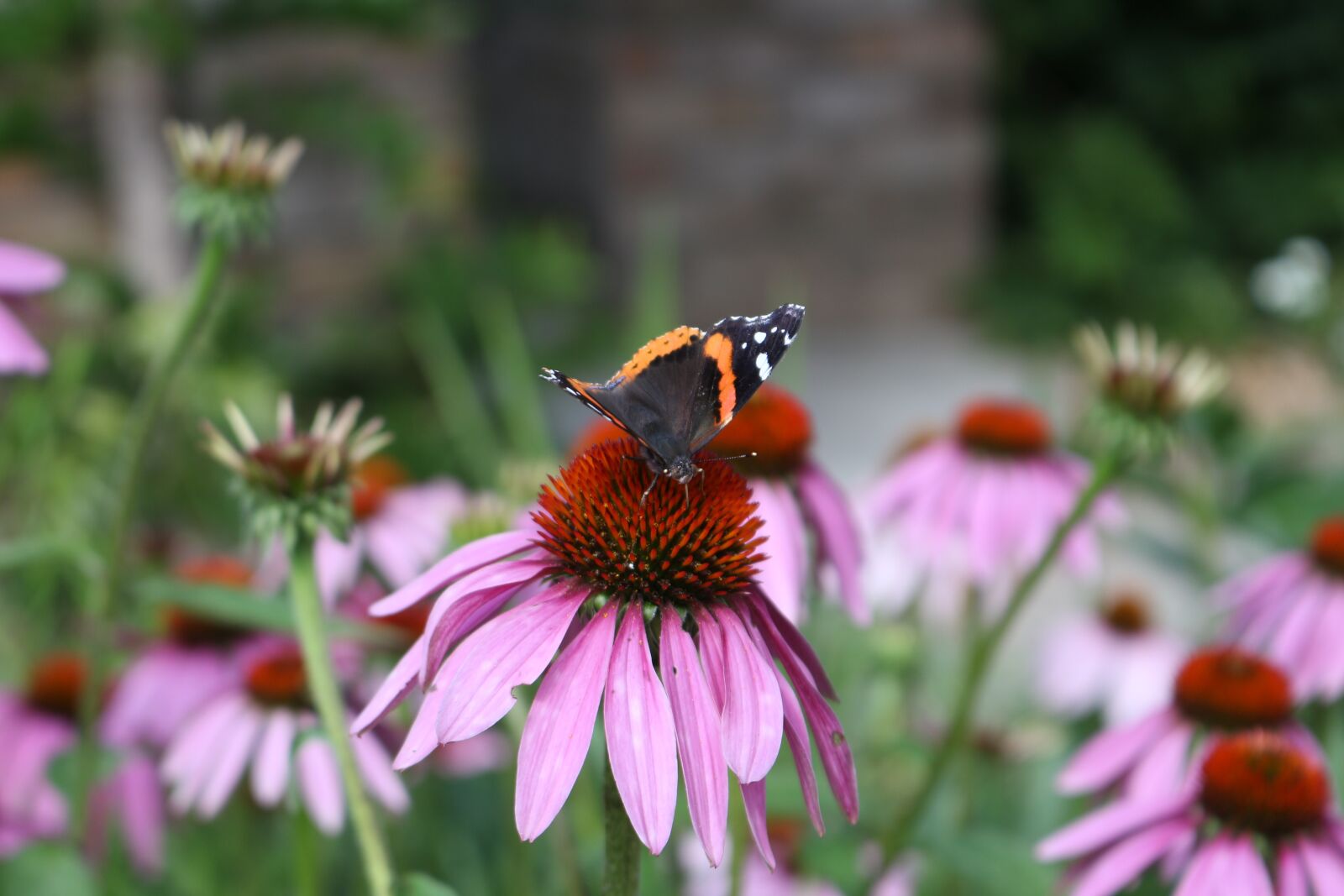 Canon EOS 700D (EOS Rebel T5i / EOS Kiss X7i) sample photo. Flower, butterfly, nature photography
