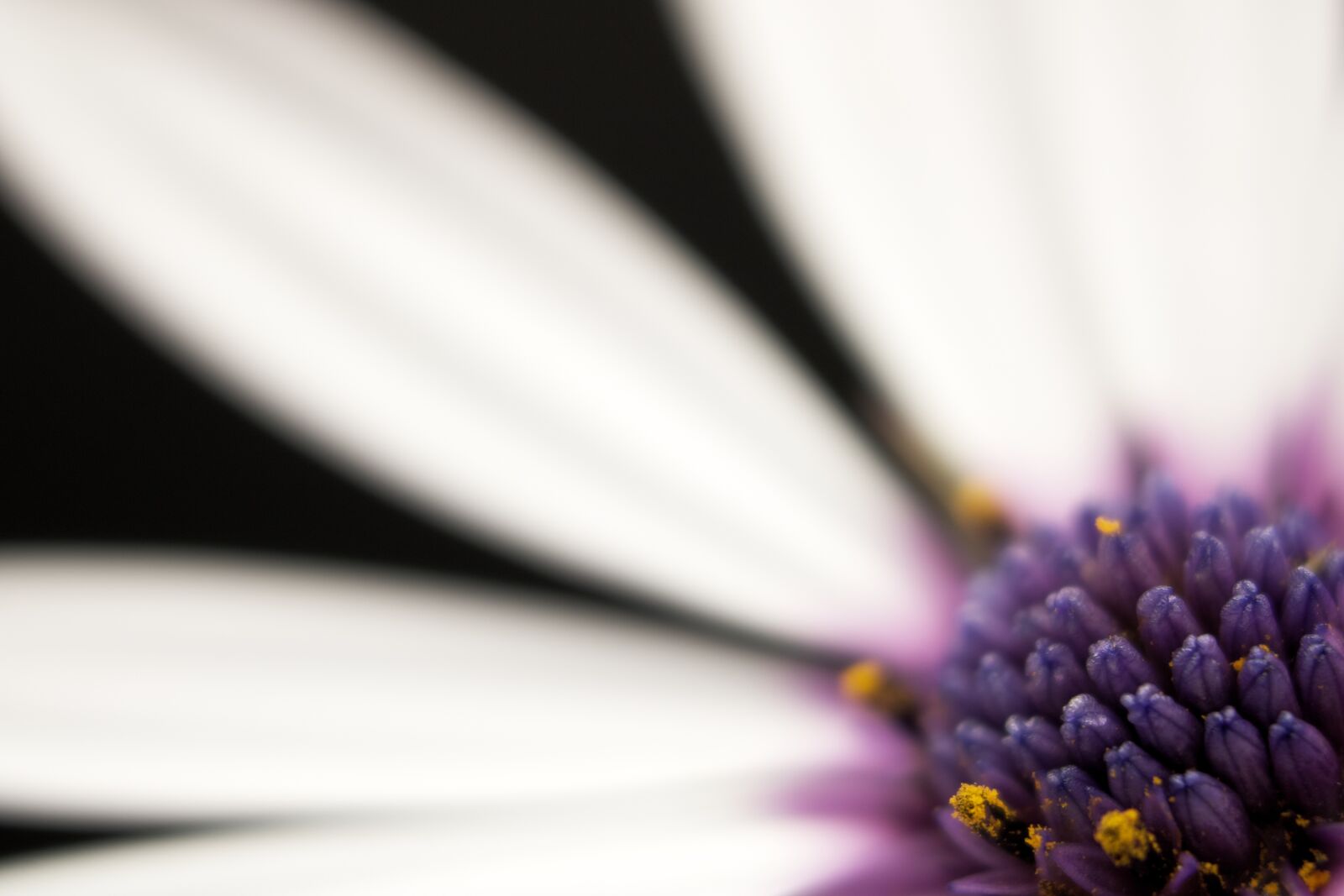 Canon EOS 750D (EOS Rebel T6i / EOS Kiss X8i) sample photo. Flower, petal, stem photography
