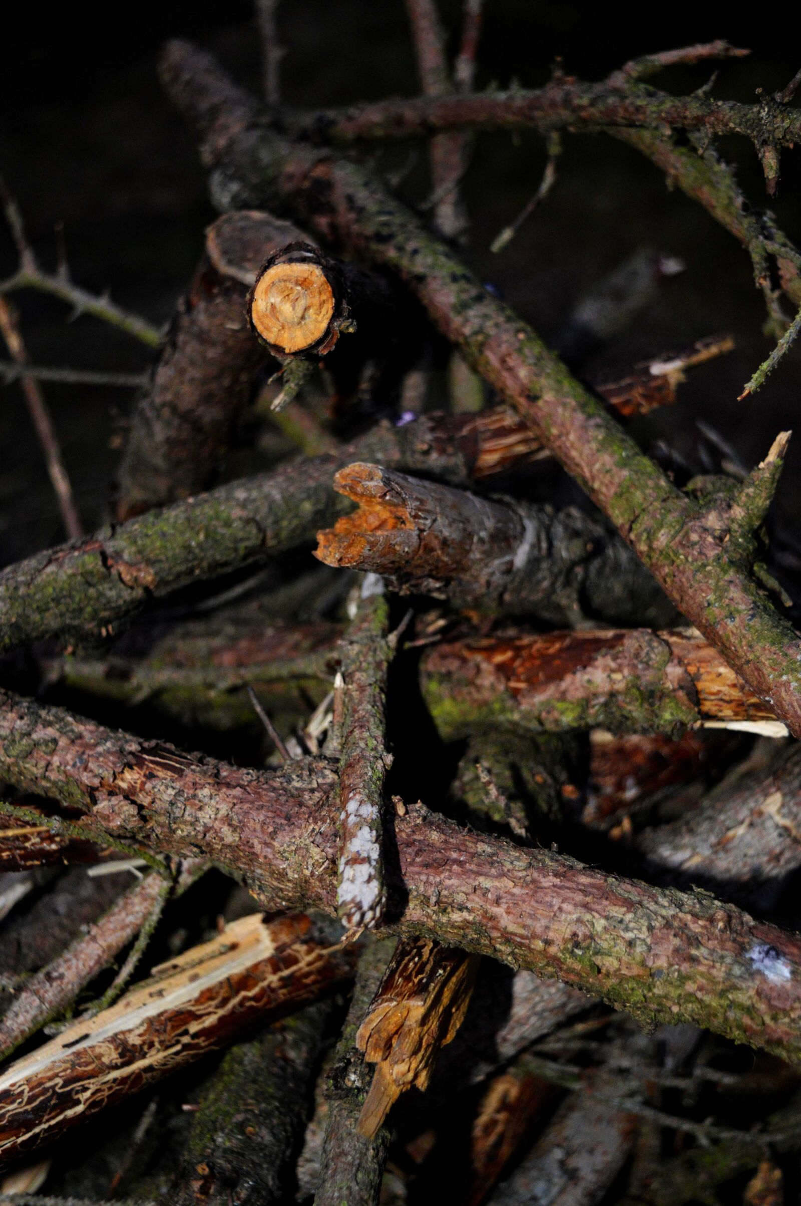 Nikon D3200 sample photo. Branch, stick, wood photography