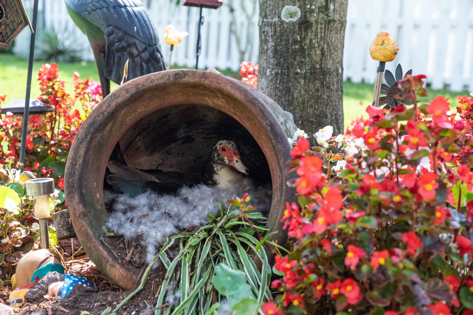 Tamron SP 24-70mm F2.8 Di VC USD sample photo. Duck, farm, hatching eggs photography