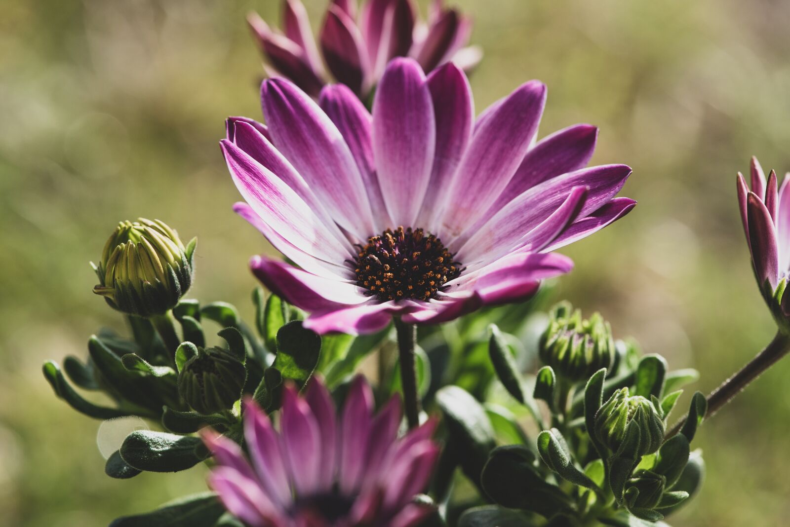 Nikon D750 sample photo. Cape daisies, flowers, plant photography