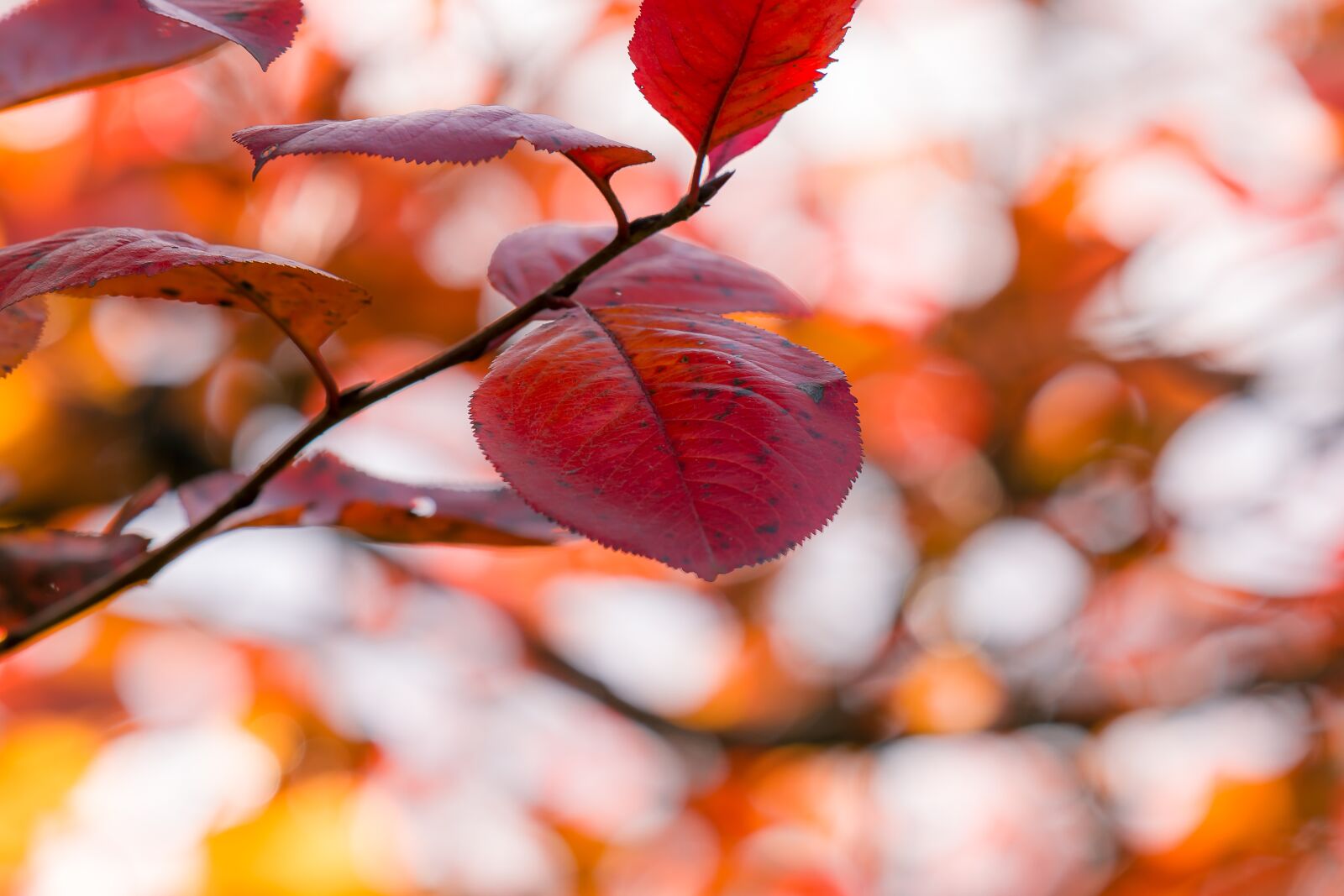 Nikon D7200 sample photo. Autumn, leaves, nature photography