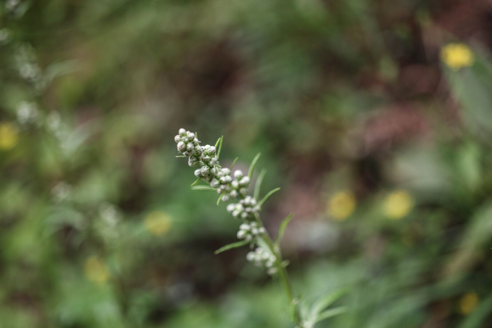 Canon EOS 7D Mark II sample photo. Plant, growth, green photography