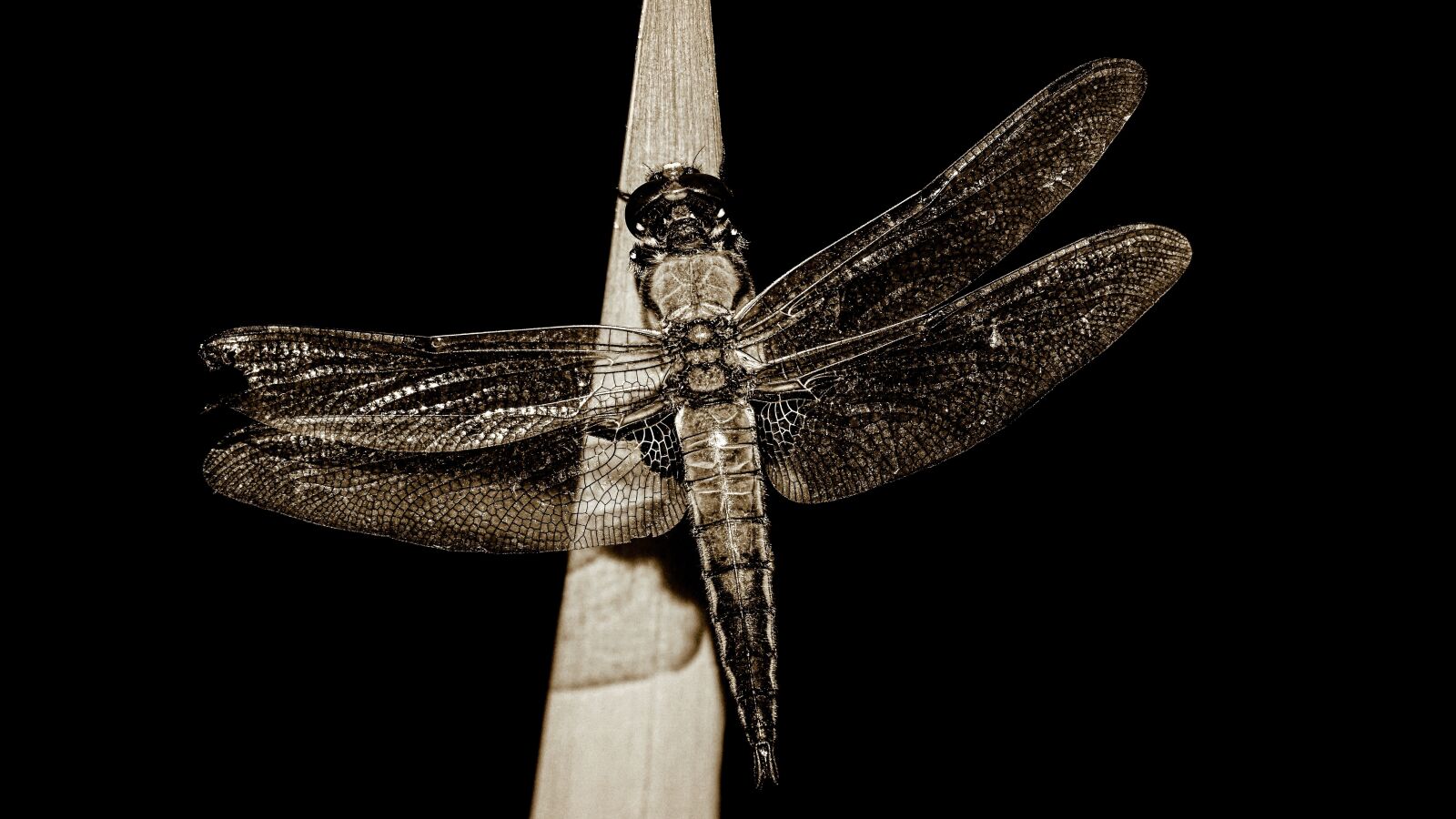 Sony DT 55-300mm F4.5-5.6 SAM sample photo. Dragonfly, black and white photography