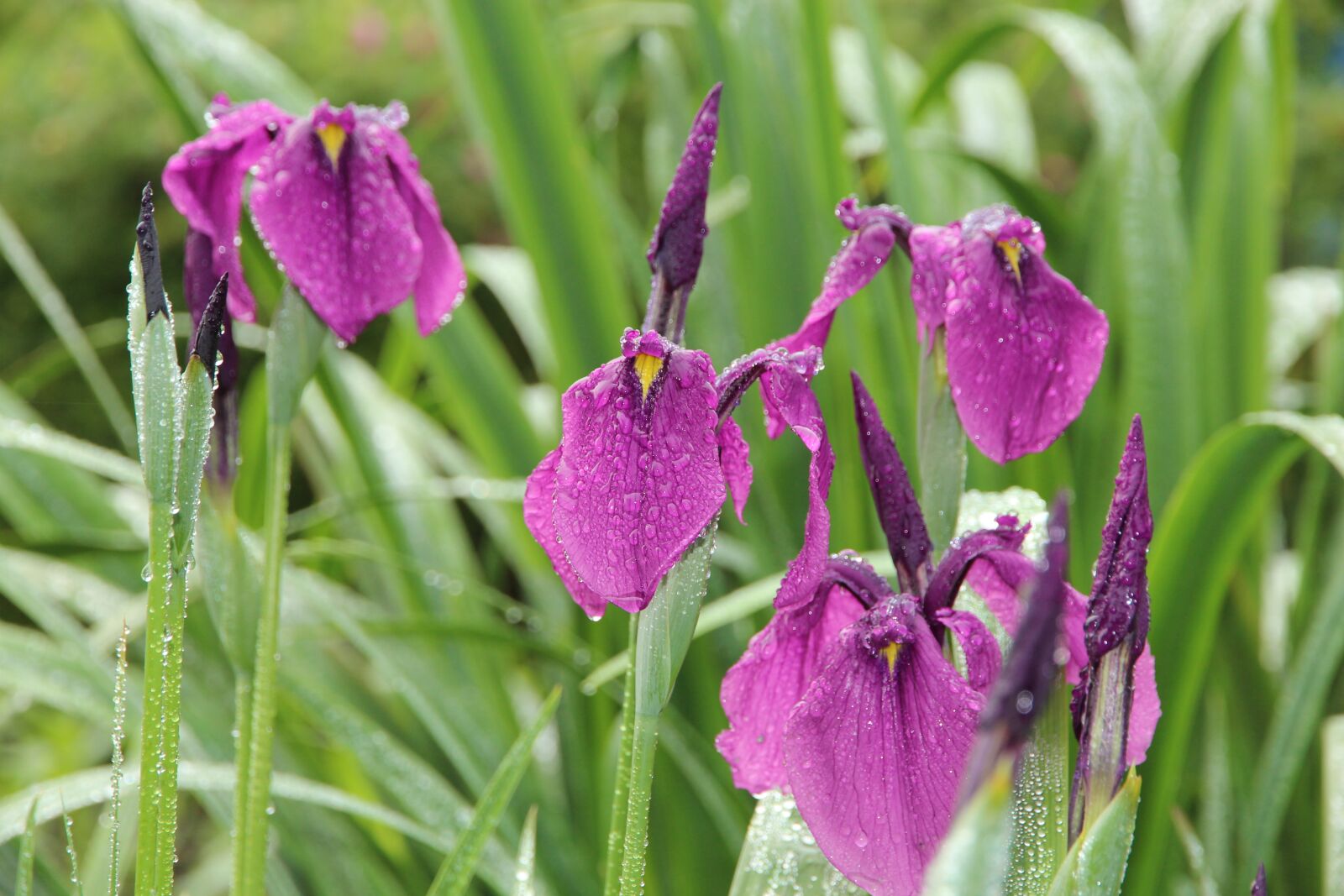 Canon EOS 650D (EOS Rebel T4i / EOS Kiss X6i) + Canon EF-S 15-85mm F3.5-5.6 IS USM sample photo. Iris, purple, garden flowers photography