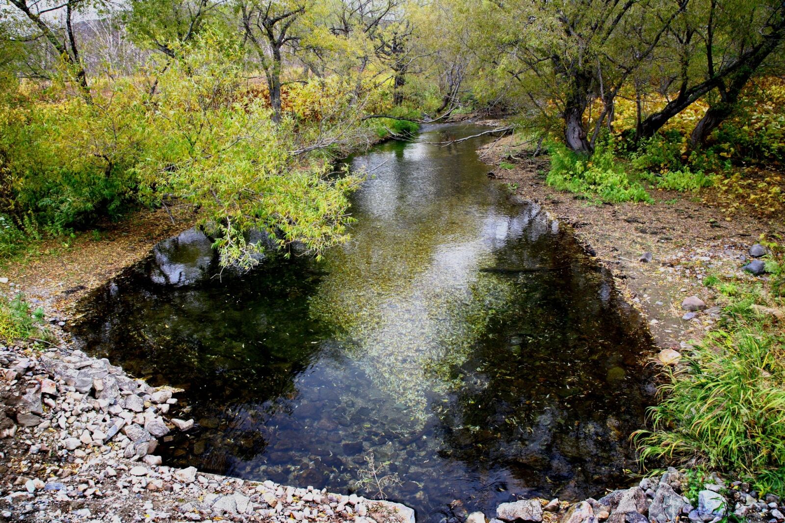 Canon EOS 5D sample photo. Forest, small river, body photography