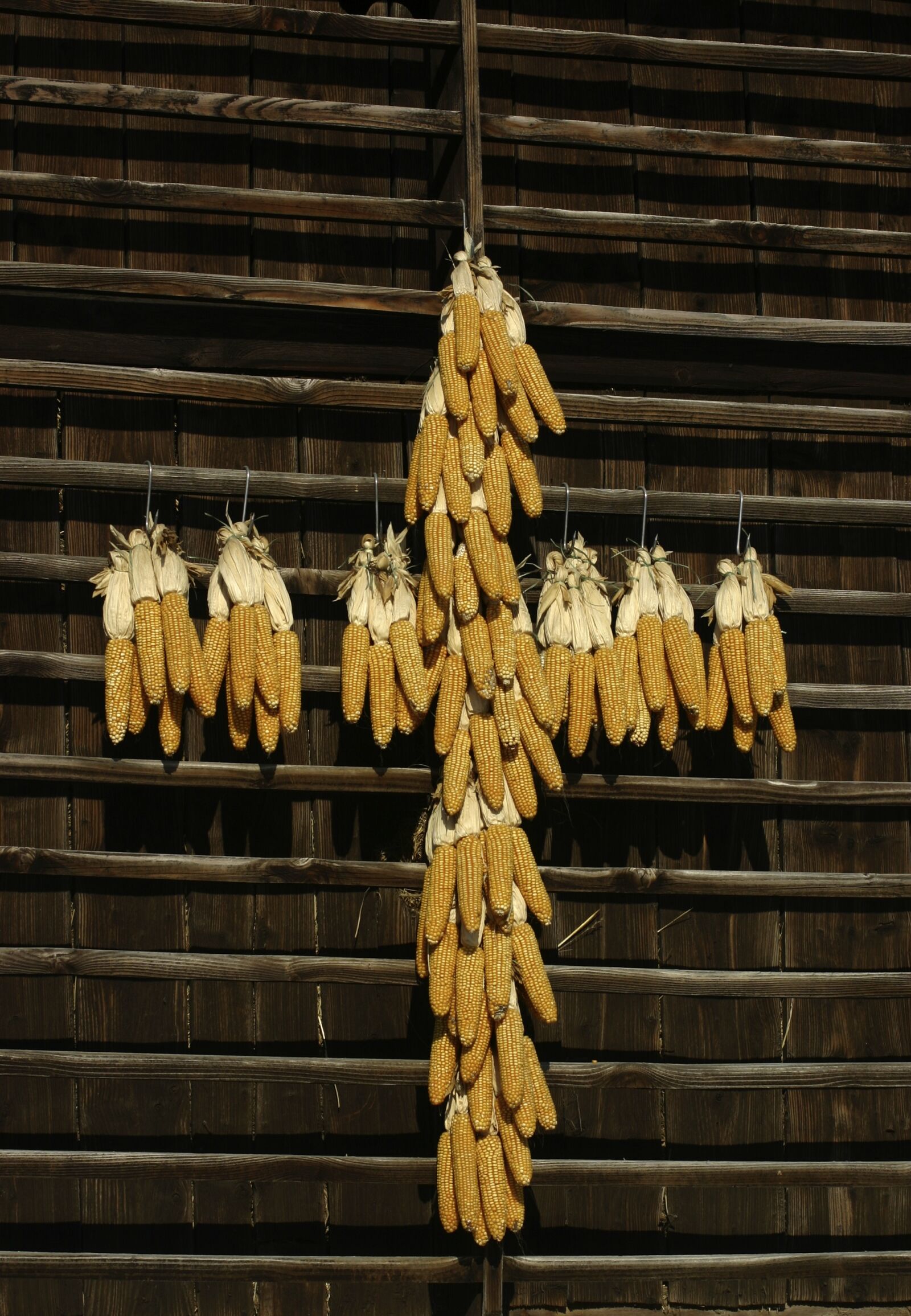 Canon EOS 300D (EOS Digital Rebel / EOS Kiss Digital) sample photo. Cross, corn, farm photography
