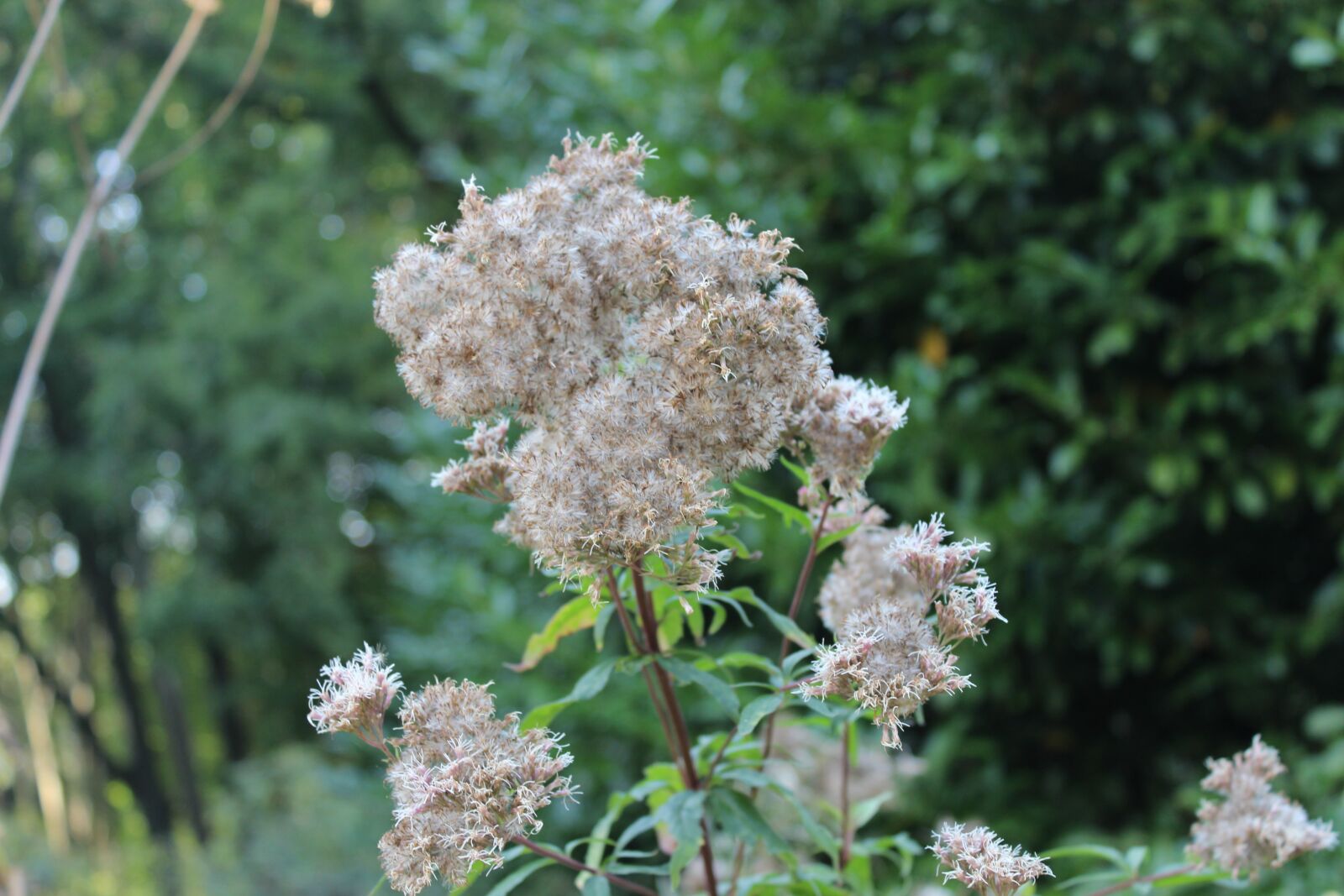 Canon EOS 600D (Rebel EOS T3i / EOS Kiss X5) sample photo. Flower, forest, nature photography