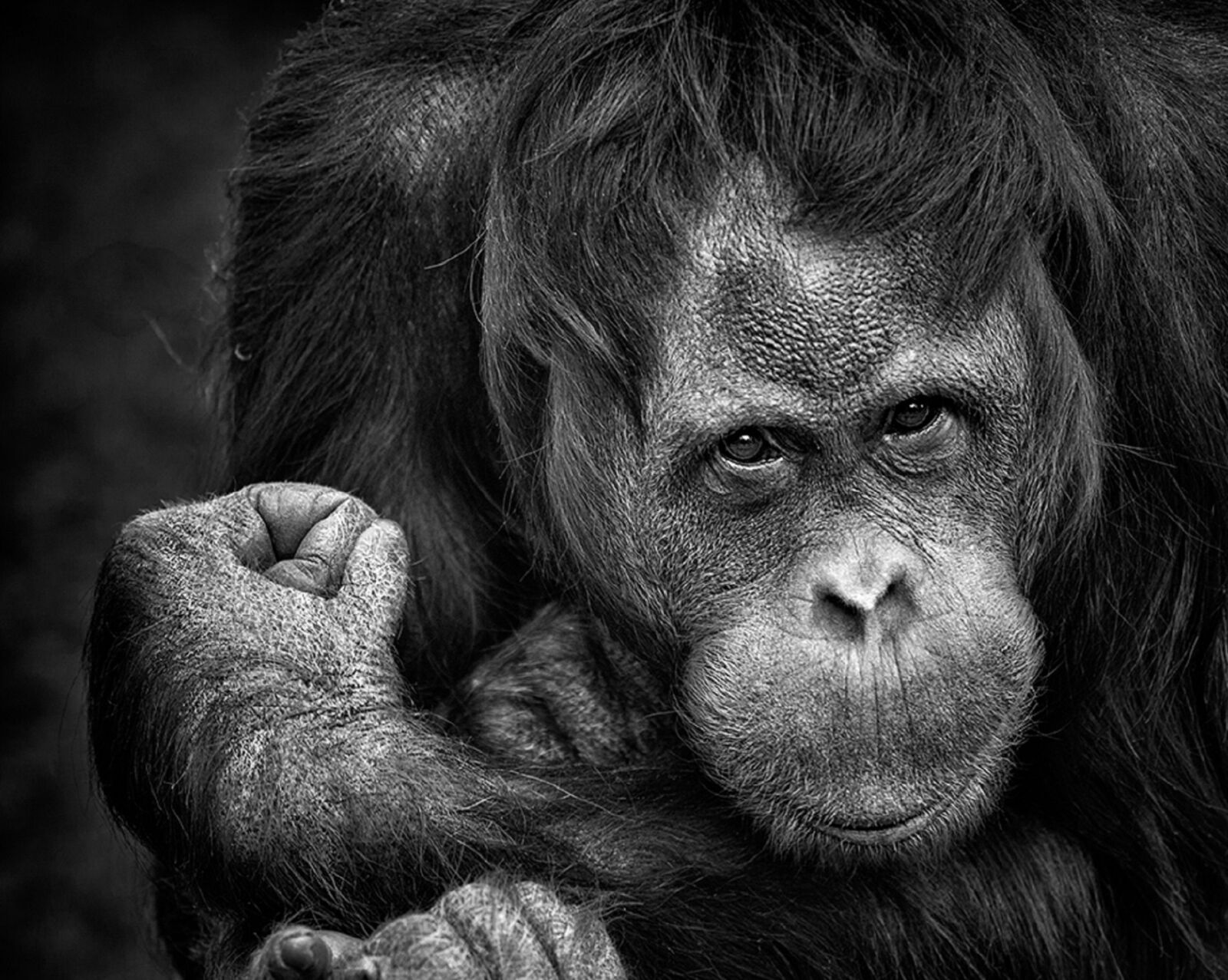 Canon EOS 60D sample photo. Chimpanzee, monkey, portrait photography