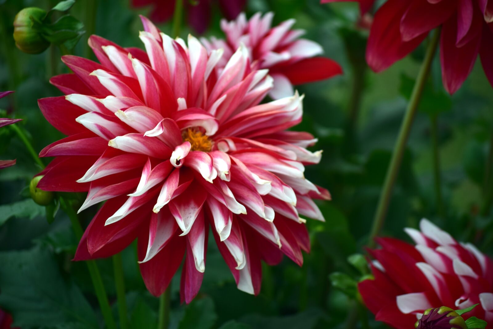 Nikon D5300 sample photo. Chrysanthemum, flower, red photography