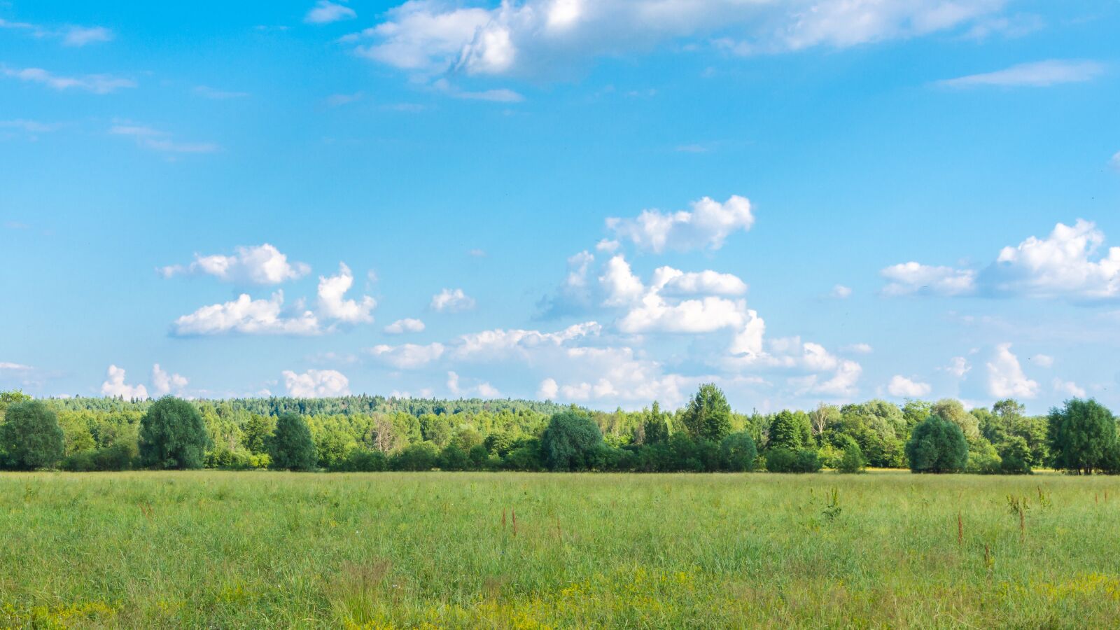 Nikon D7200 sample photo. Landscape, forest, trees photography