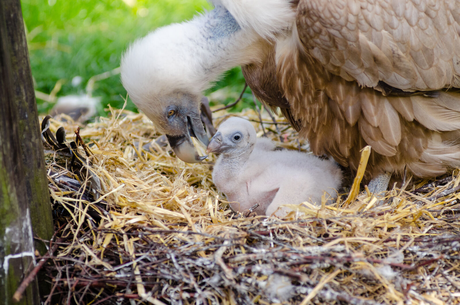 AF Zoom-Nikkor 80-200mm f/2.8 ED sample photo. Vulture, and, hatchling, on photography