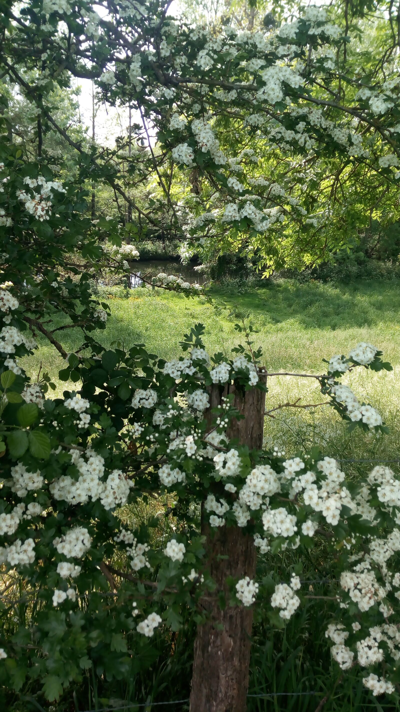 HUAWEI MYA-L11 sample photo. Flowers, nature, country photography