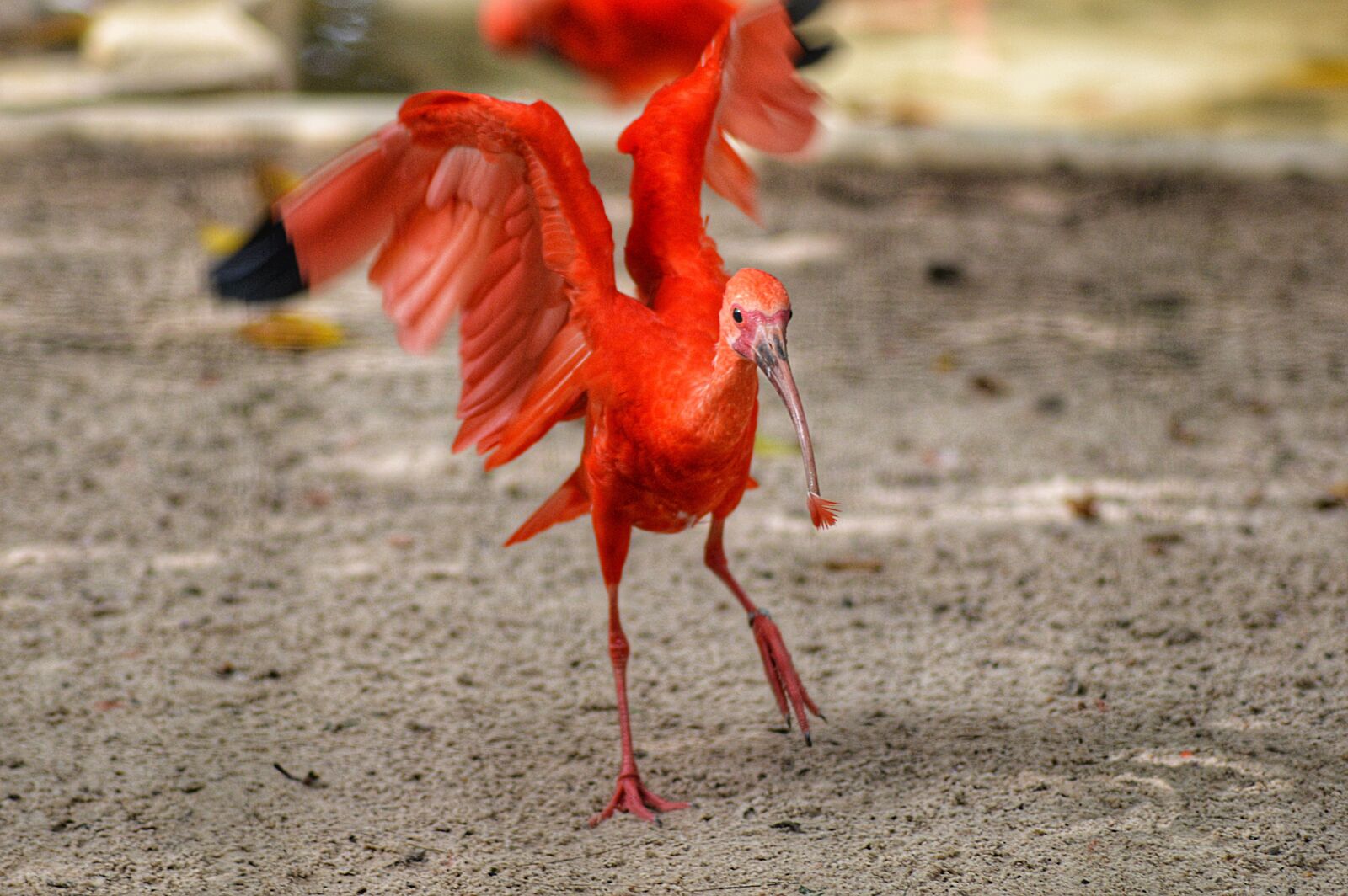 Nikon D3200 sample photo. Bird, flight, animal photography
