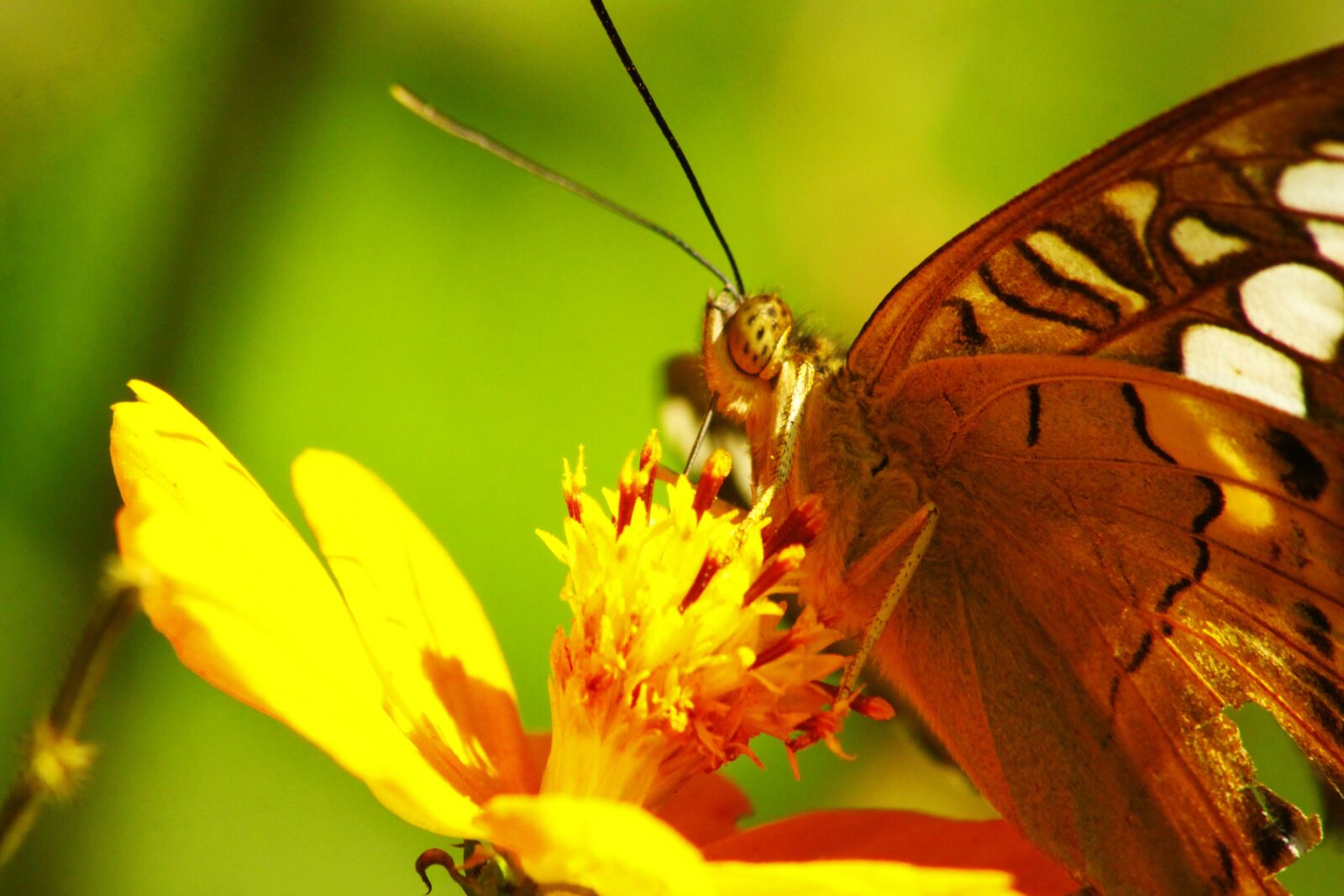 Canon EOS 500D (EOS Rebel T1i / EOS Kiss X3) sample photo. Butterfly, insects, nature photography
