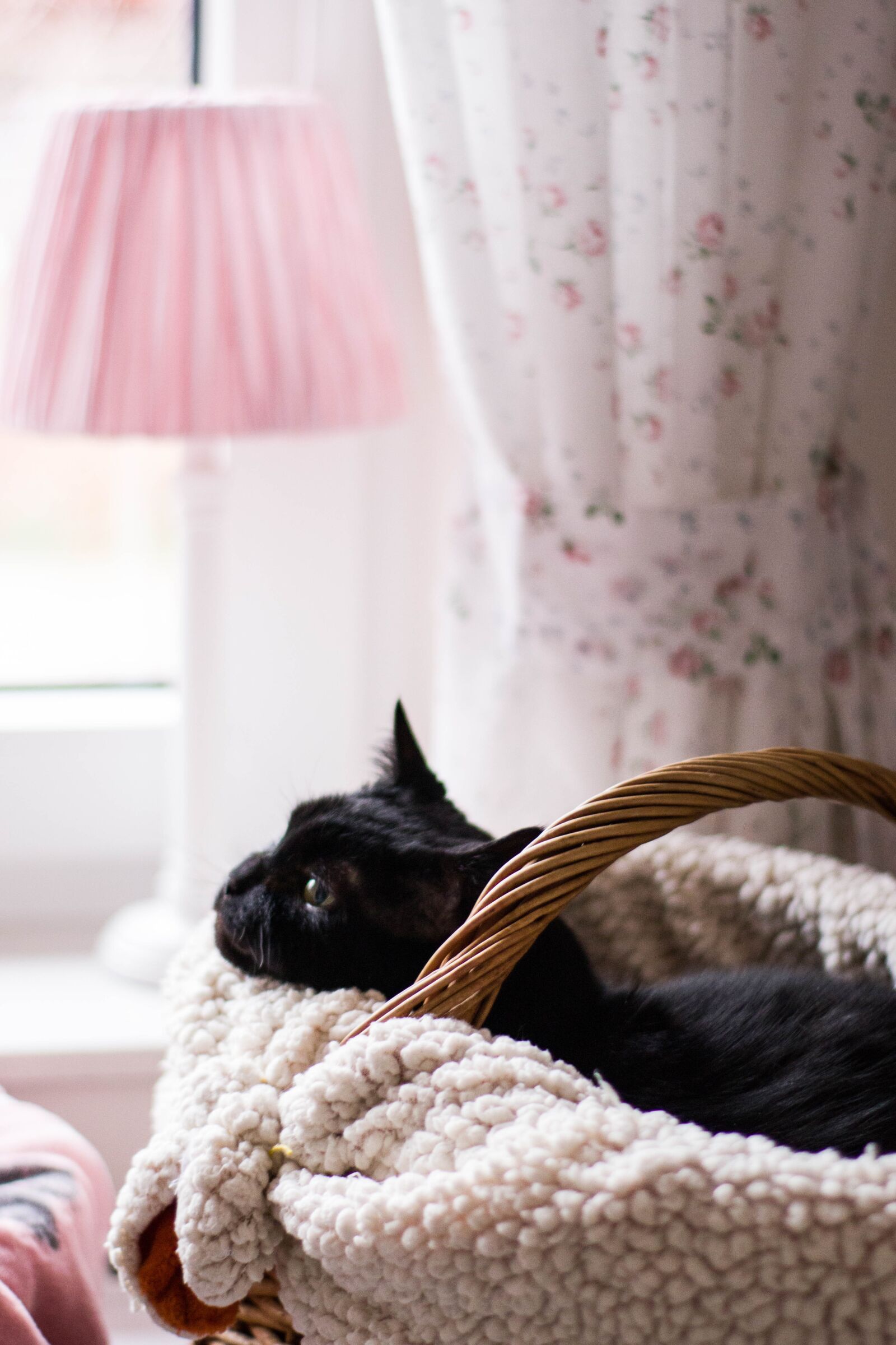 Canon EOS M50 (EOS Kiss M) sample photo. Cat, animals, kitten photography