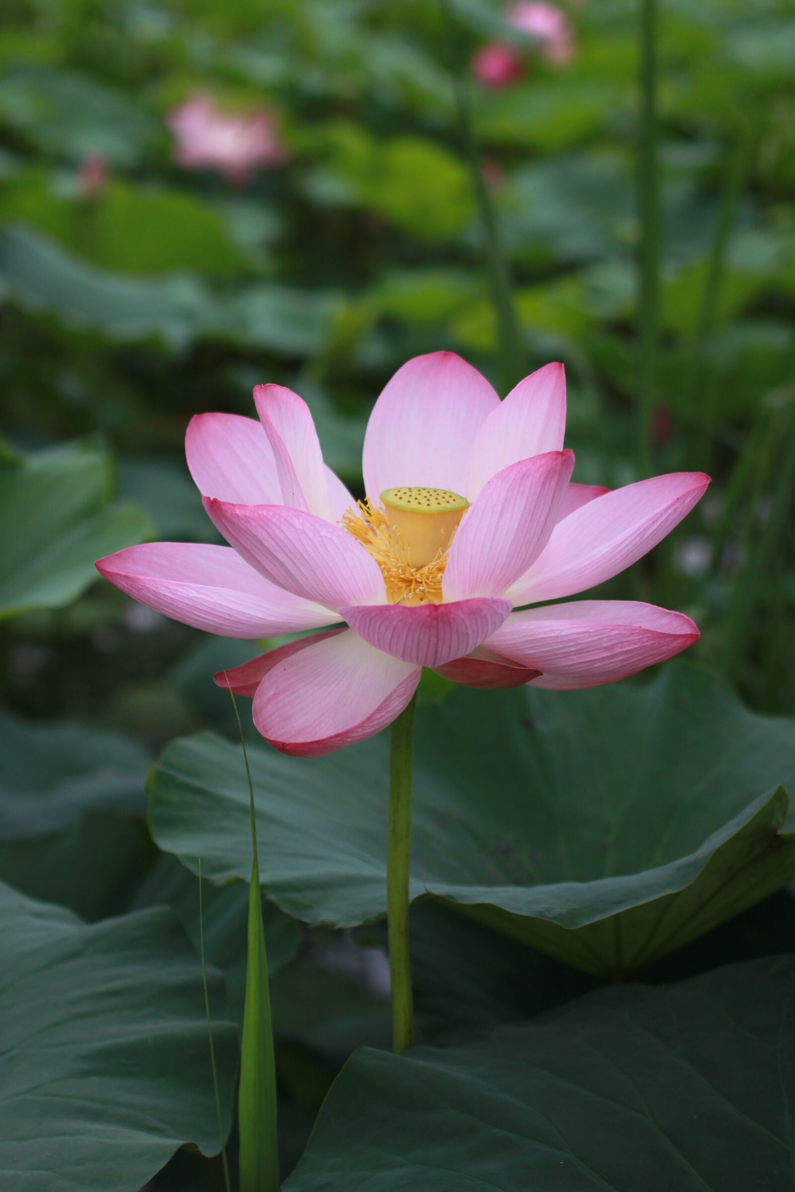 Canon EOS 500D (EOS Rebel T1i / EOS Kiss X3) sample photo. Kite, lotus, water lilies photography