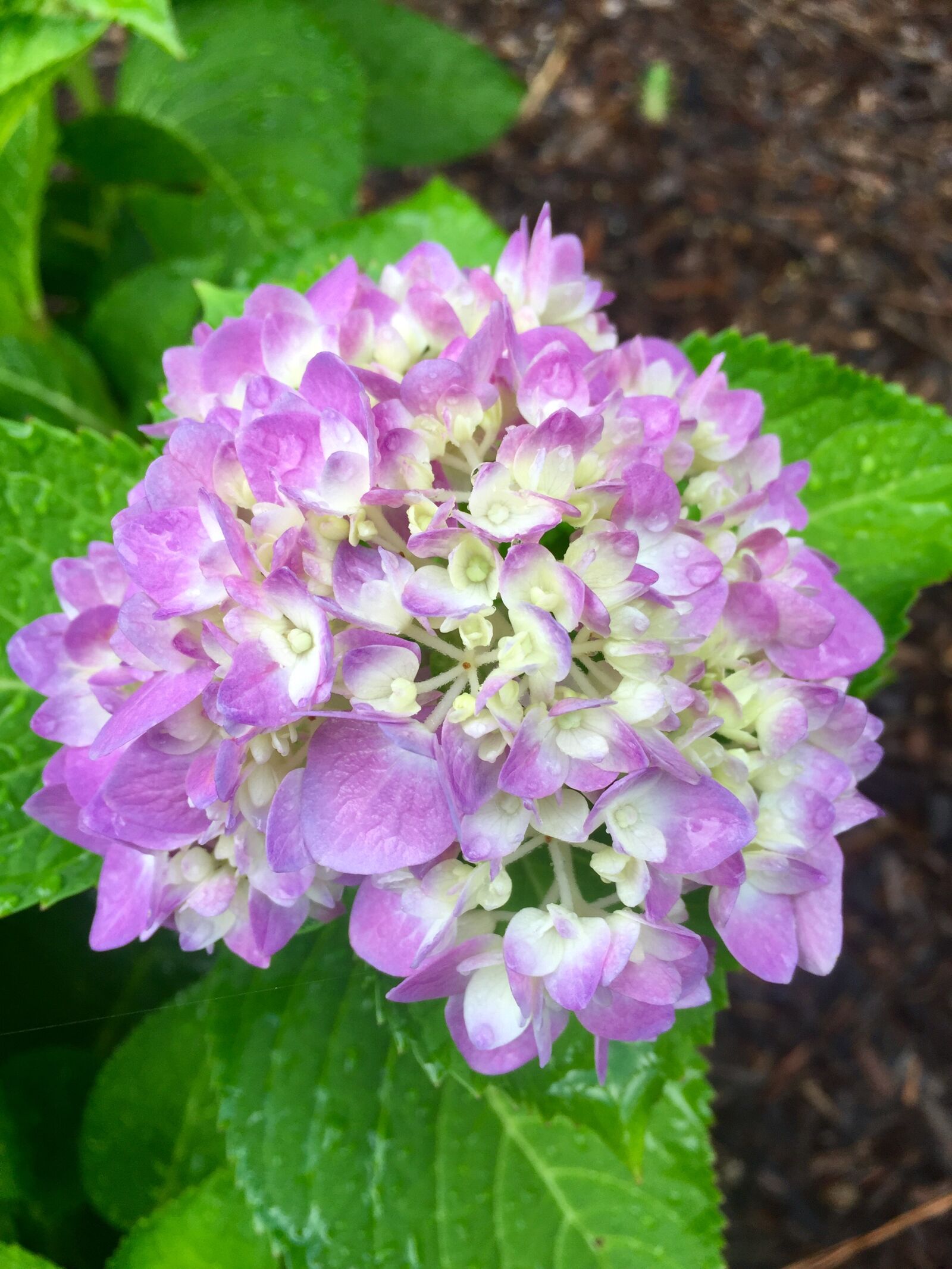 iPhone 6 back camera 4.15mm f/2.2 sample photo. Hydrangea photography
